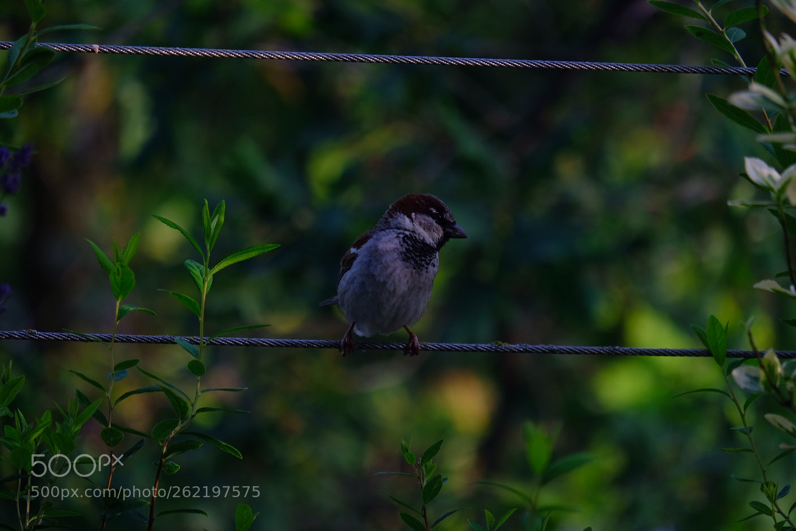 Fujifilm X-E3 sample photo. Bird photography