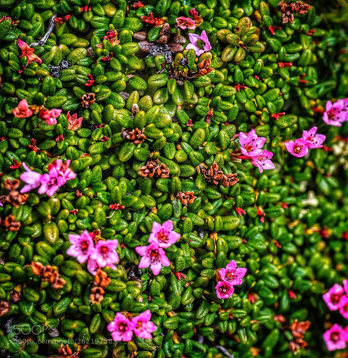 Pentax K-1 sample photo. Alpine mat photography