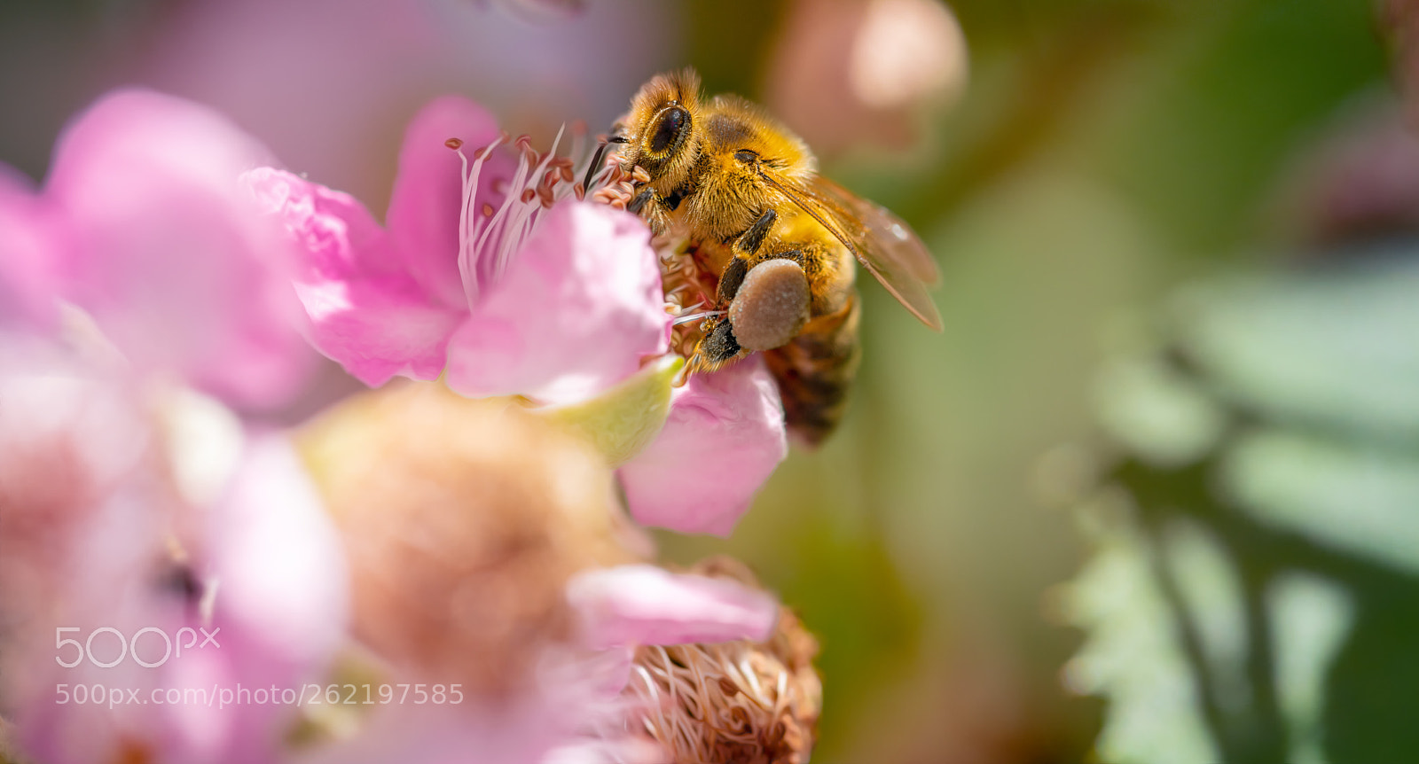 Nikon D850 sample photo. Free bee photography