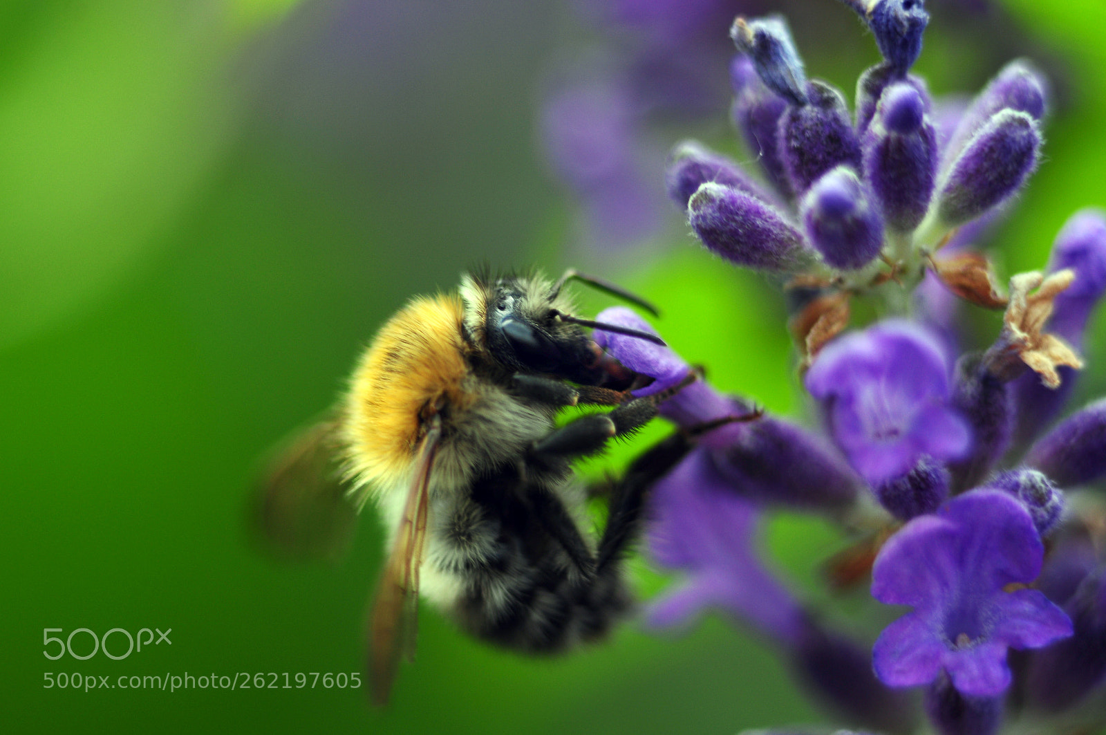 Nikon D90 sample photo. O bee one photography