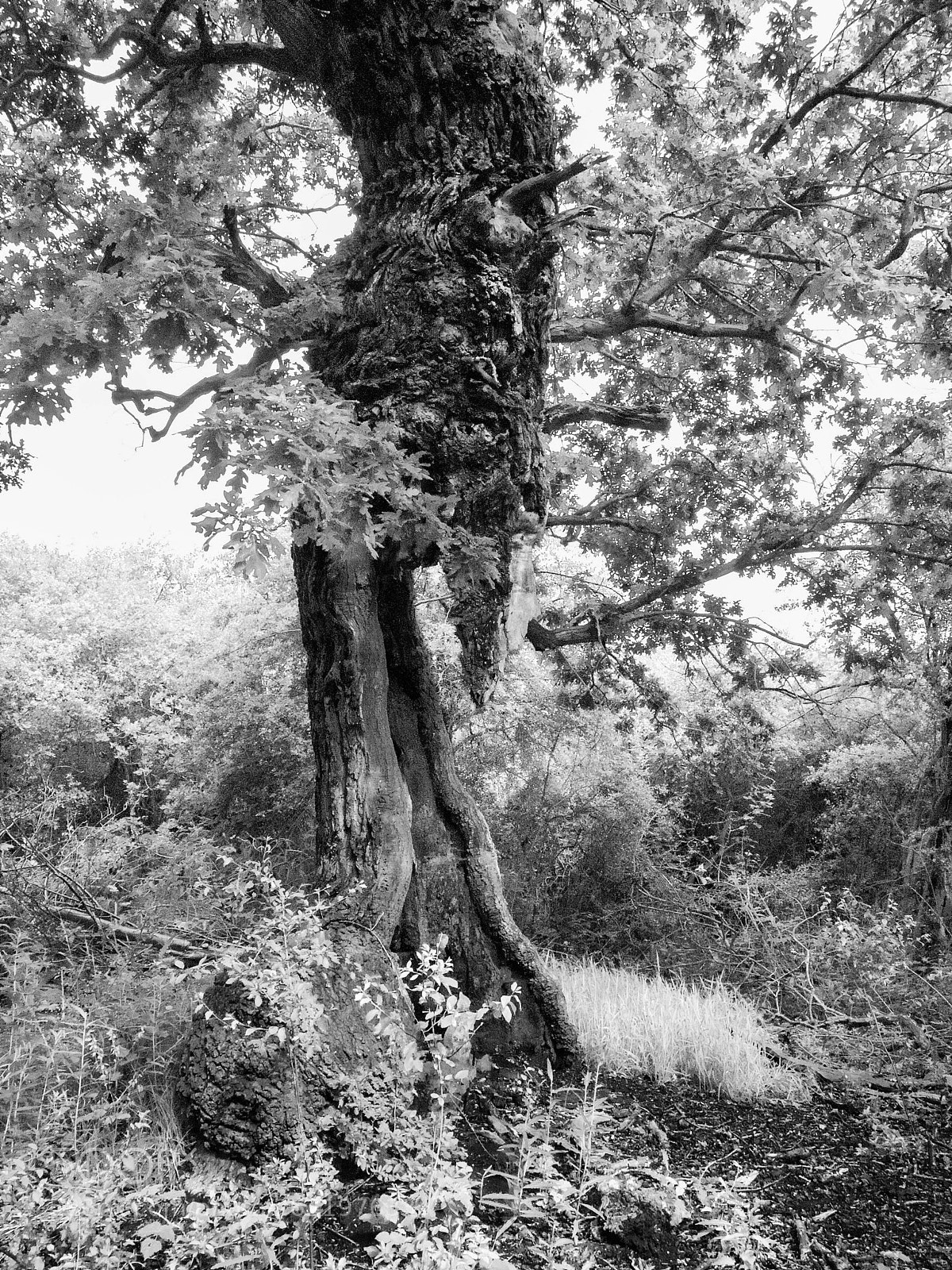 Olympus E-30 sample photo. Gravity defying, half trunk photography