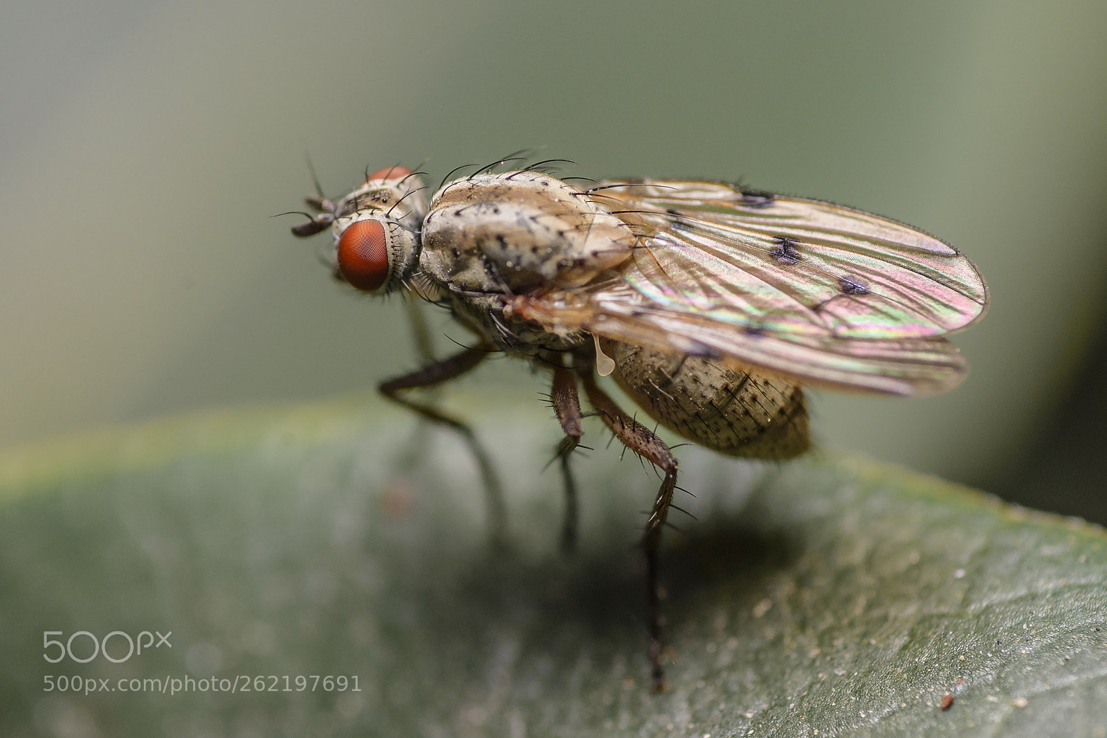 Nikon D7200 sample photo. Fly photography