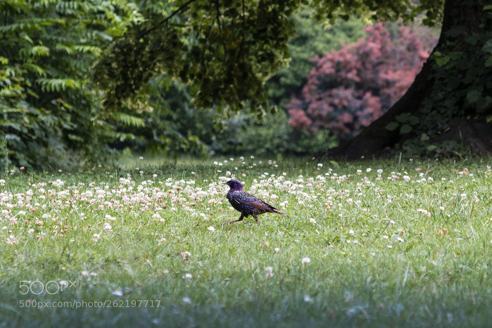 Canon PowerShot G7 X Mark II sample photo. Bird photography
