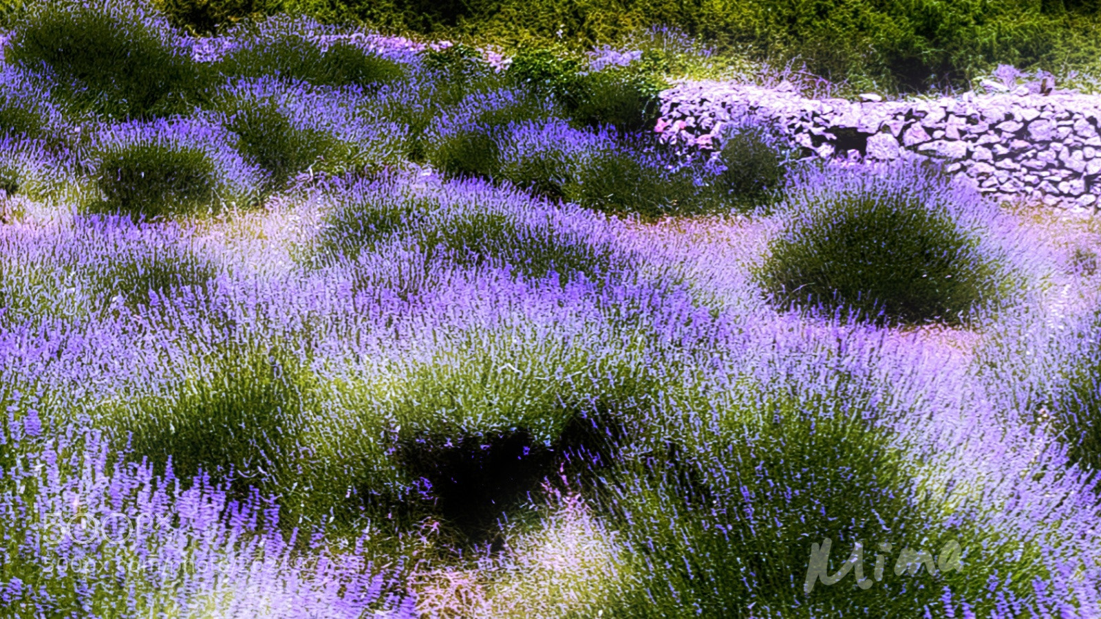 Samsung Galaxy S8 sample photo. Lavander, hvar island, croatia photography