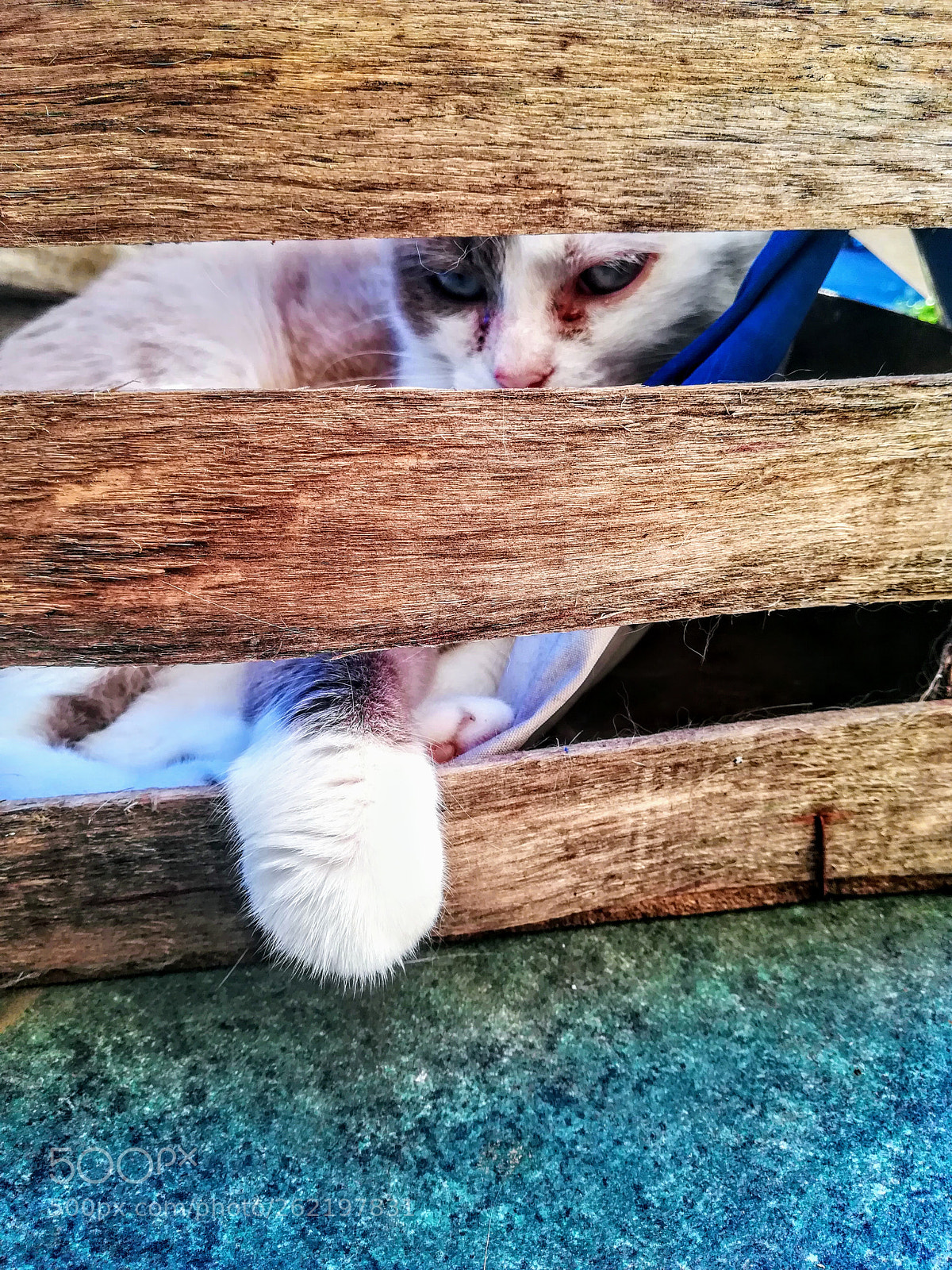 HUAWEI PRA-LX1 sample photo. Miao photography