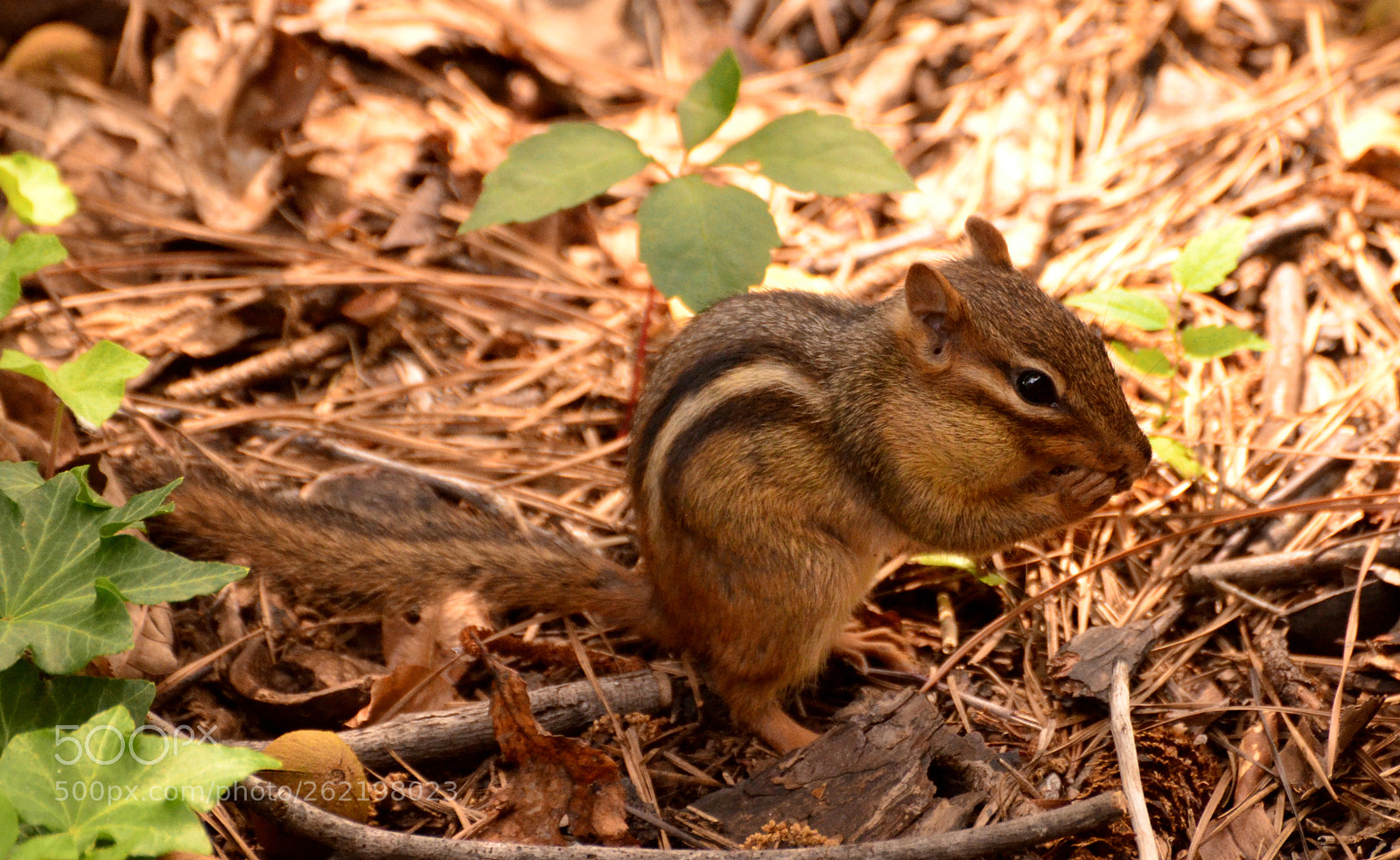 Nikon D7000 sample photo. Filled cheeks photography