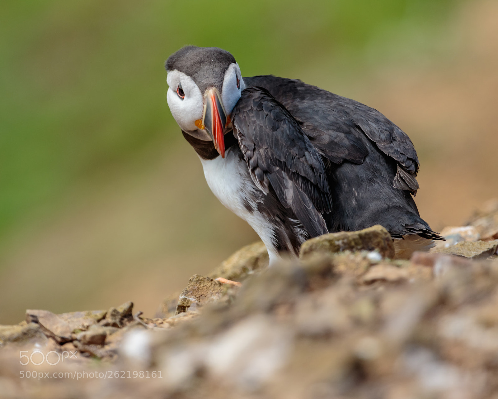 Canon EOS 7D Mark II sample photo. Atlantic puffin at skomer. photography