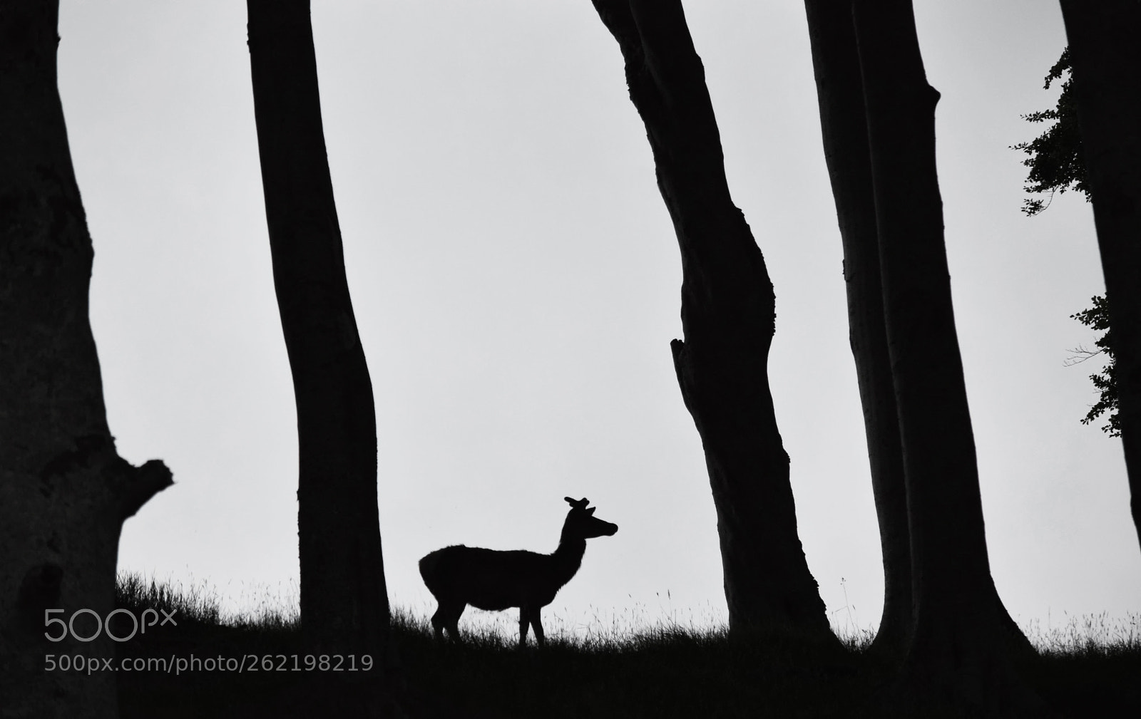 Nikon D3300 sample photo. Scottish wildlife photography