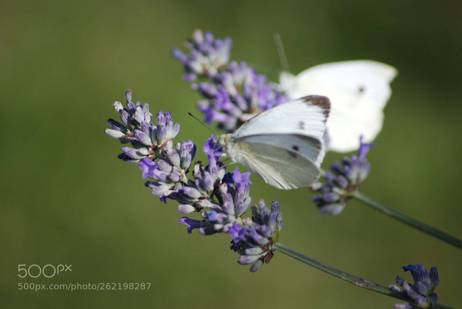 Sigma 70-300mm F4-5.6 APO DG Macro sample photo. Untitled photography