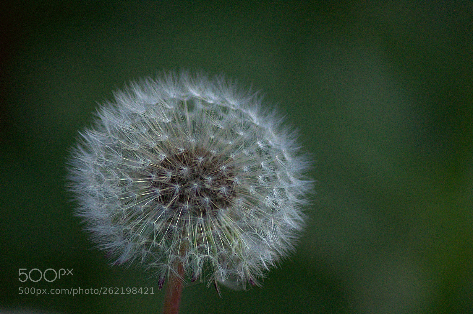 Nikon D5000 sample photo. Dandelion photography