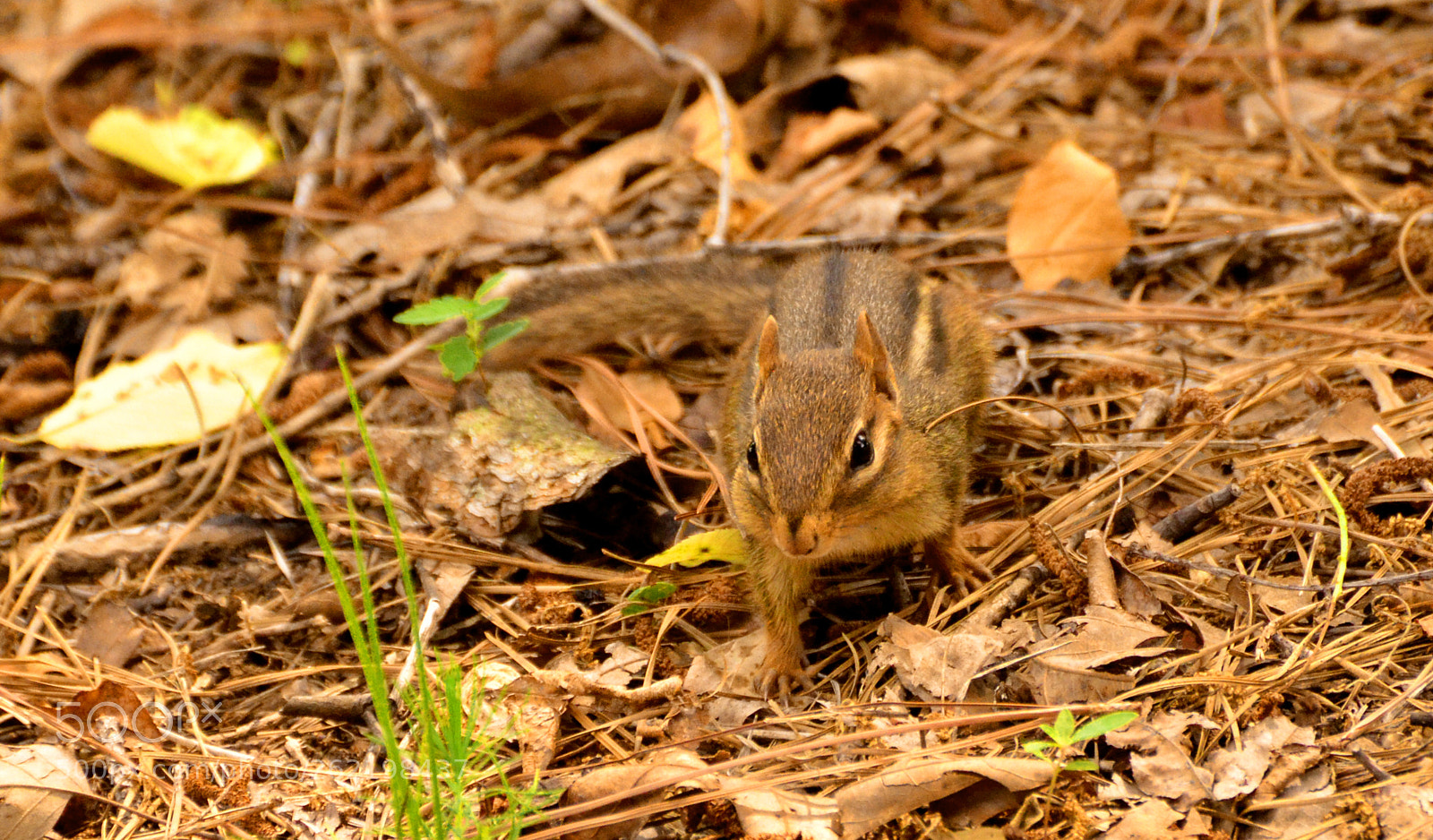 Nikon D7000 sample photo. Watching me 3 photography