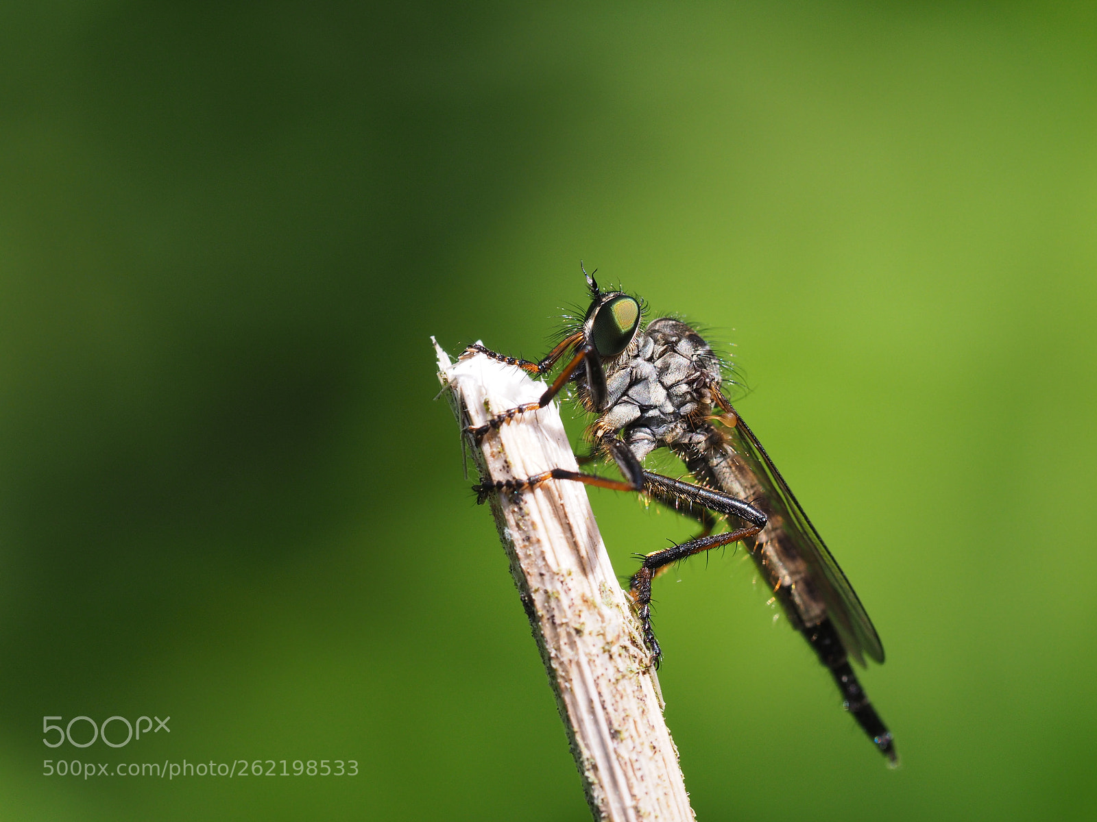 Olympus OM-D E-M10 sample photo. Robber fly photography