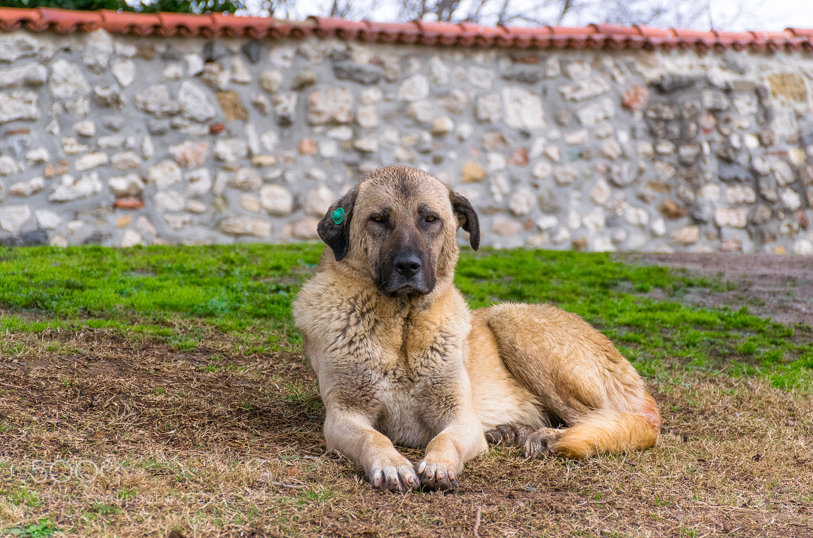Nikon D5300 sample photo. Old dog photography
