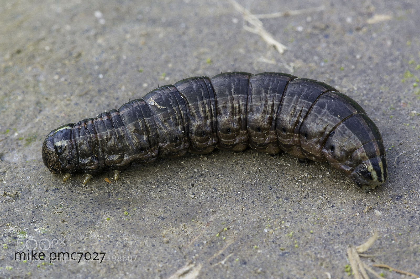 Nikon D7100 sample photo. A caterpillar of the photography