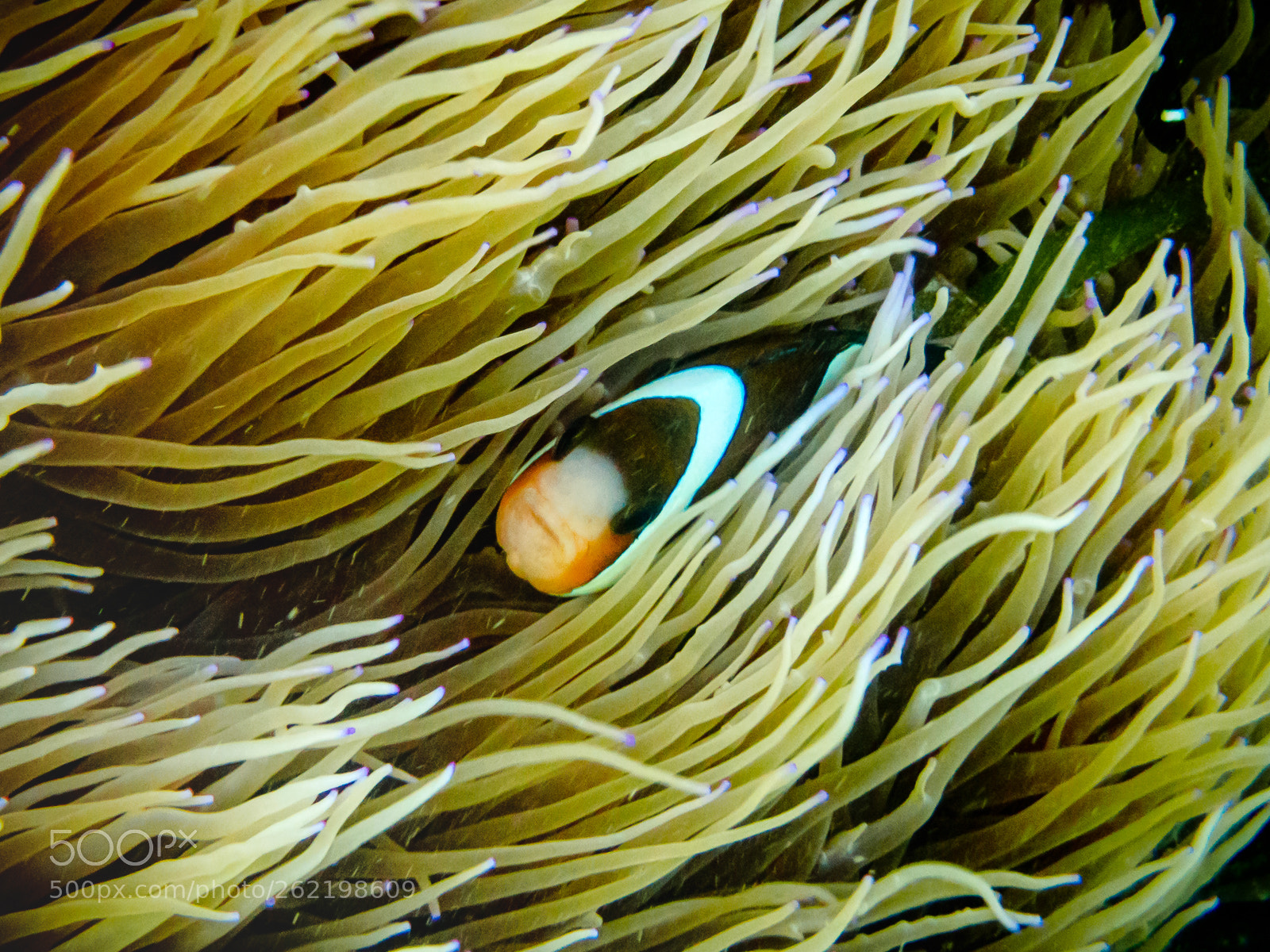 Olympus TG-4 sample photo. Underwater beauty photography