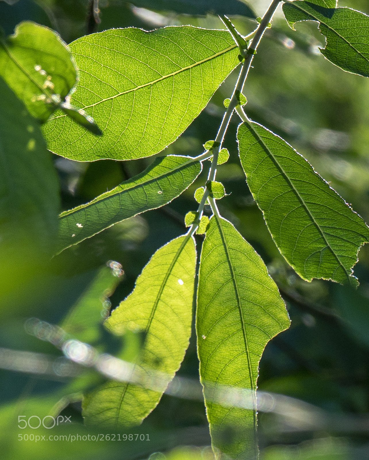 Sony a7R II sample photo. From a walk around photography