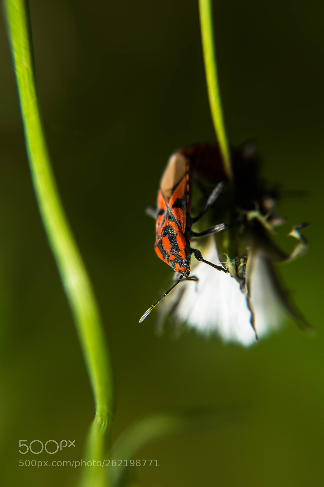 Nikon D5500 sample photo. Insectos photography