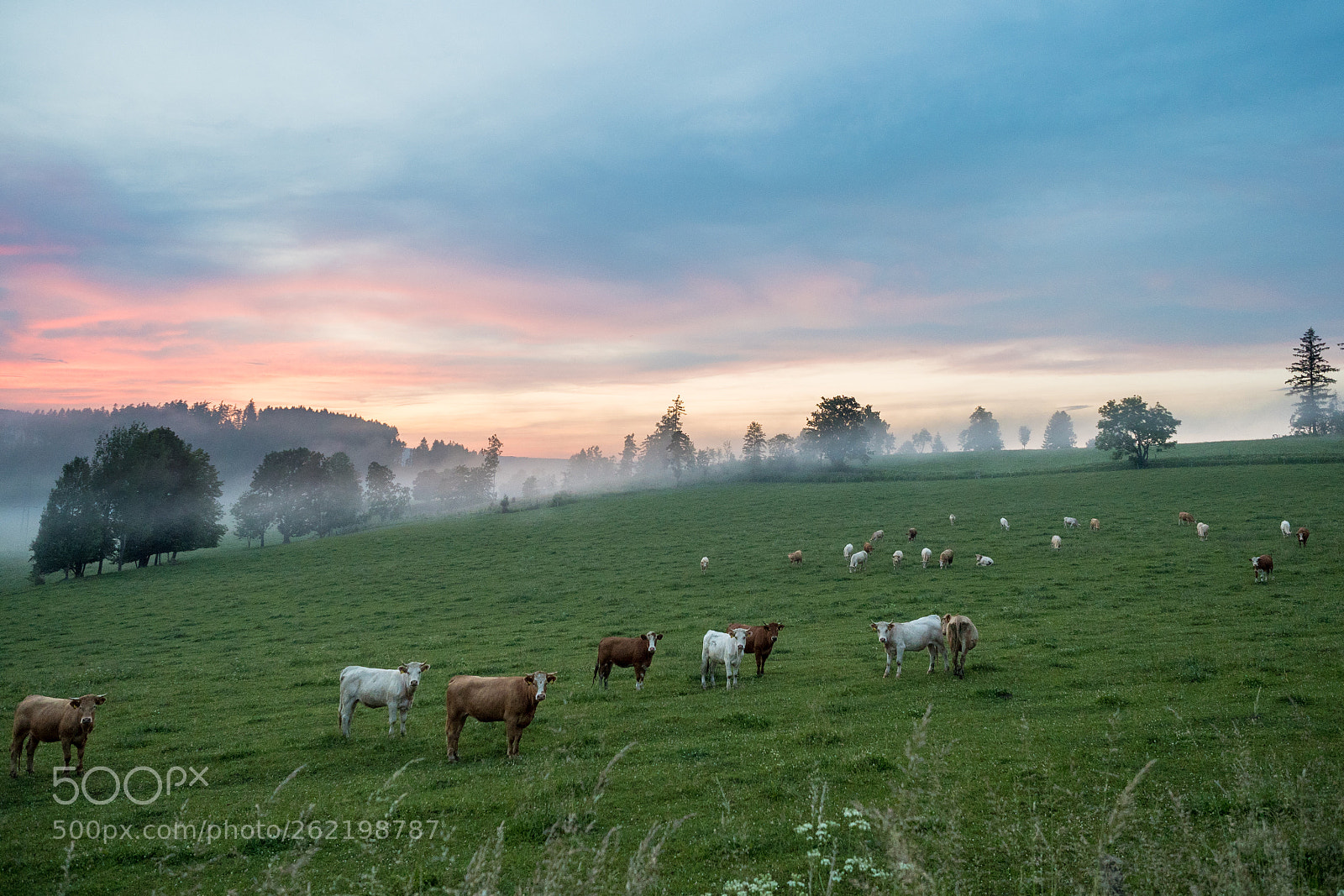 Olympus OM-D E-M5 II sample photo. Cows photography