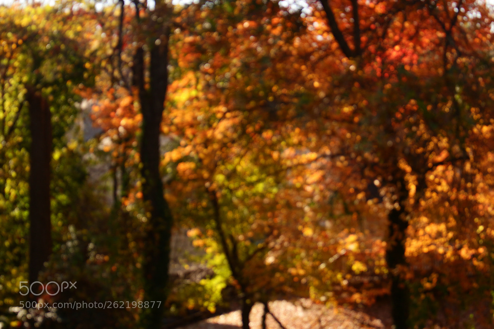 Canon EOS 700D (EOS Rebel T5i / EOS Kiss X7i) sample photo. Autumn photography