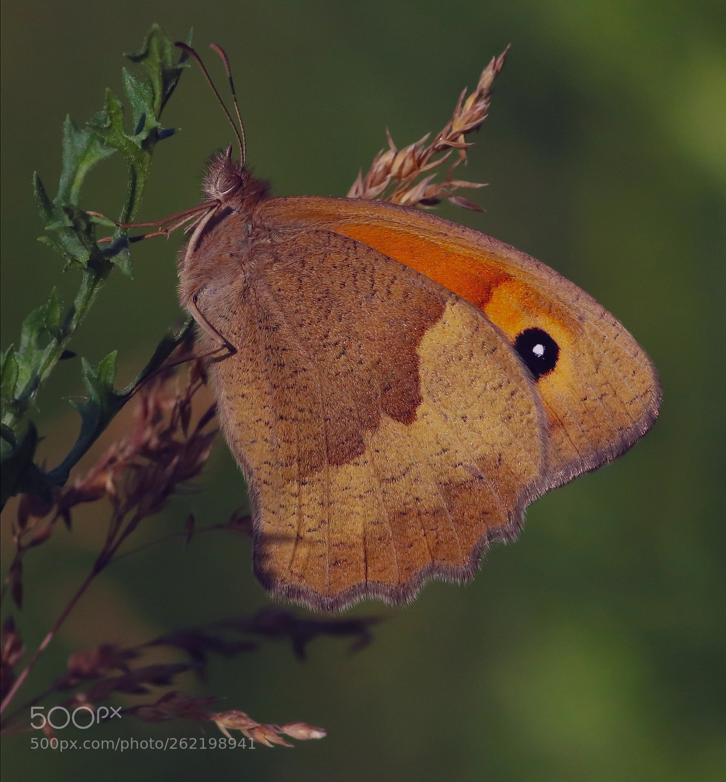 Canon EOS 800D (EOS Rebel T7i / EOS Kiss X9i) sample photo. Bruin zandoogje photography
