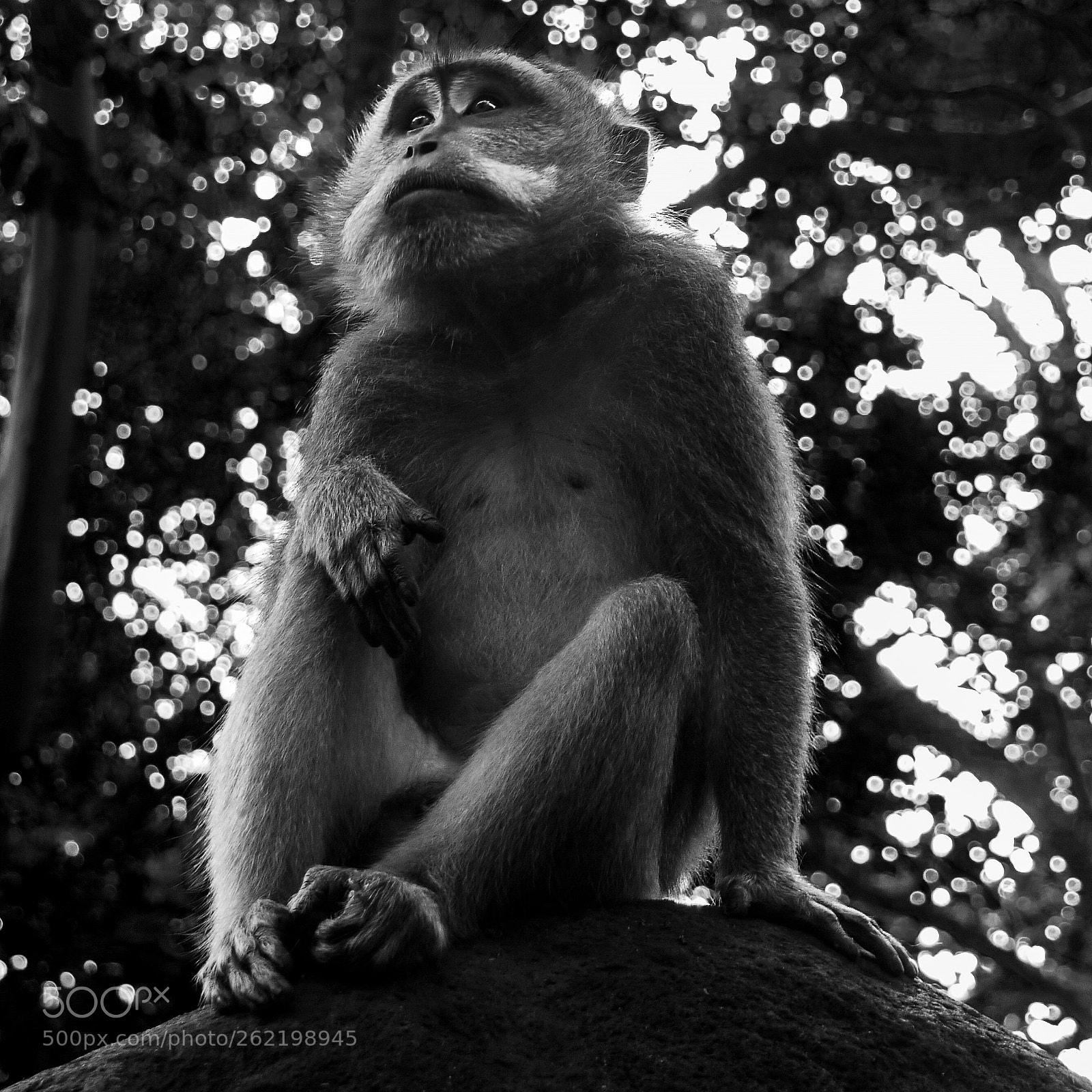 Panasonic Lumix DMC-G1 sample photo. Macaque portrait photography