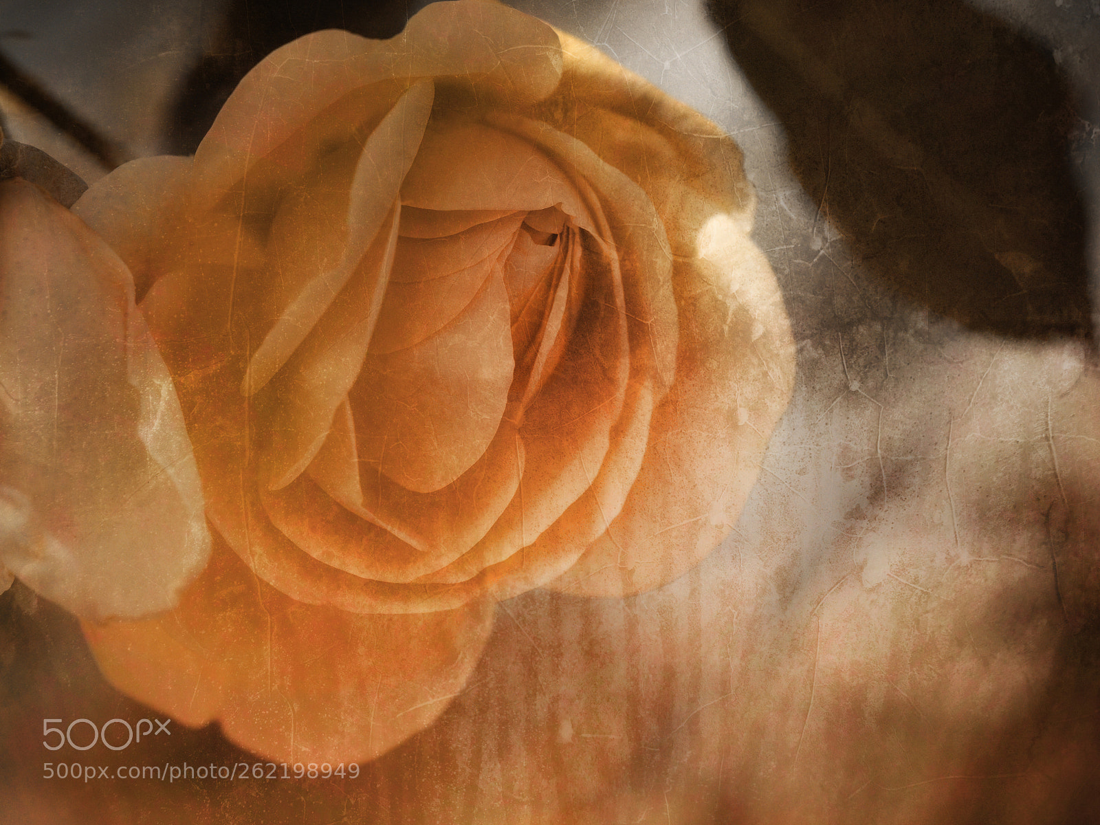 Nikon D4 sample photo. Structured rose photography
