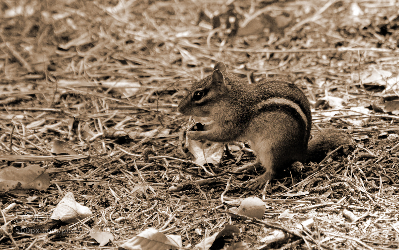 Nikon D7000 sample photo. Chipmunk 8 b&w photography