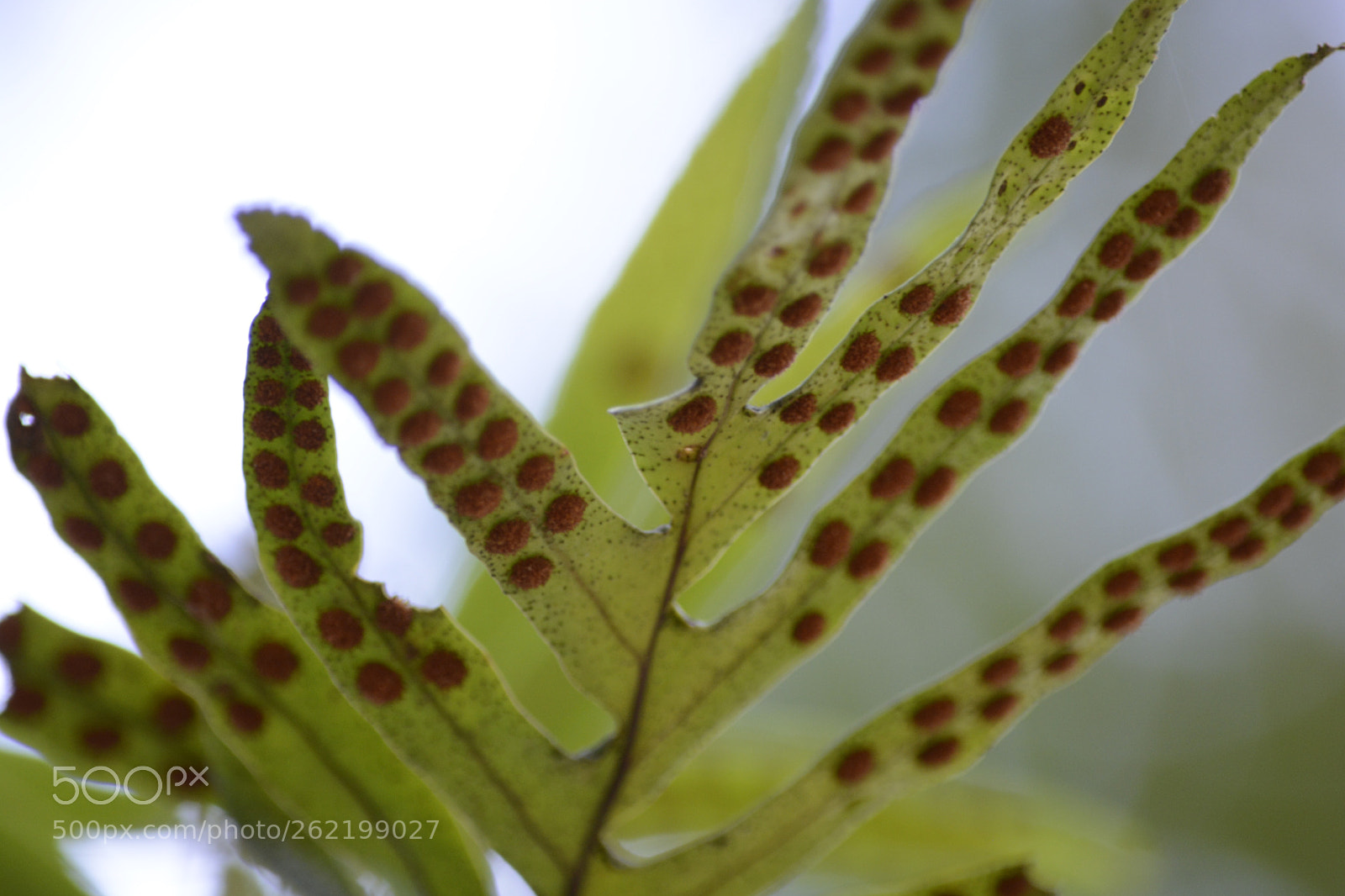 Nikon D7100 sample photo. Untitled photography