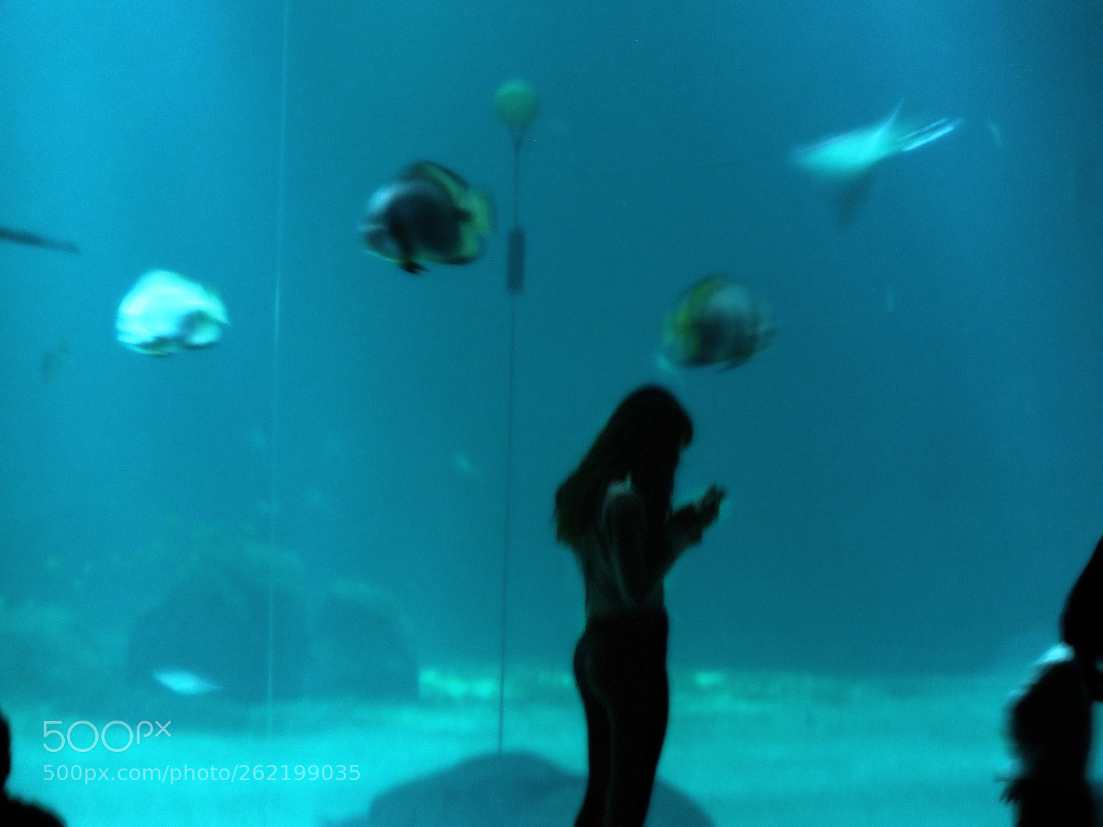 FujiFilm FinePix HS20 EXR (FinePix HS22 EXR) sample photo. Des poissons et des photography
