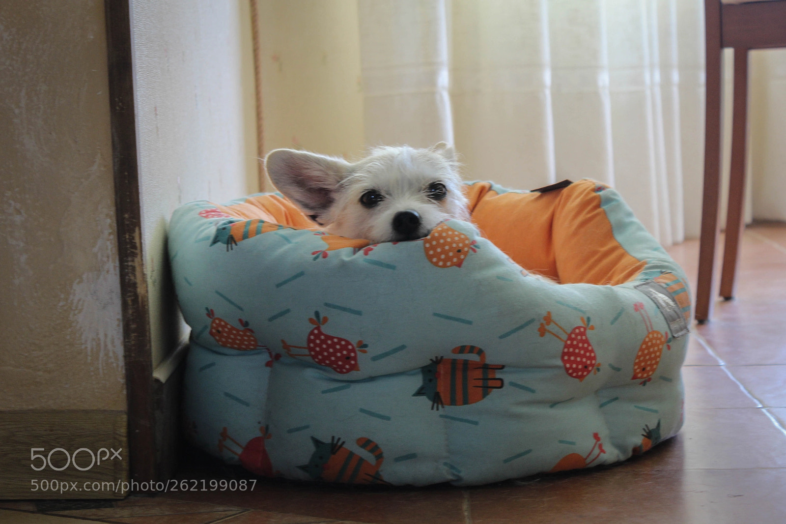 Canon EOS 1200D (EOS Rebel T5 / EOS Kiss X70 / EOS Hi) sample photo. Sonya photography