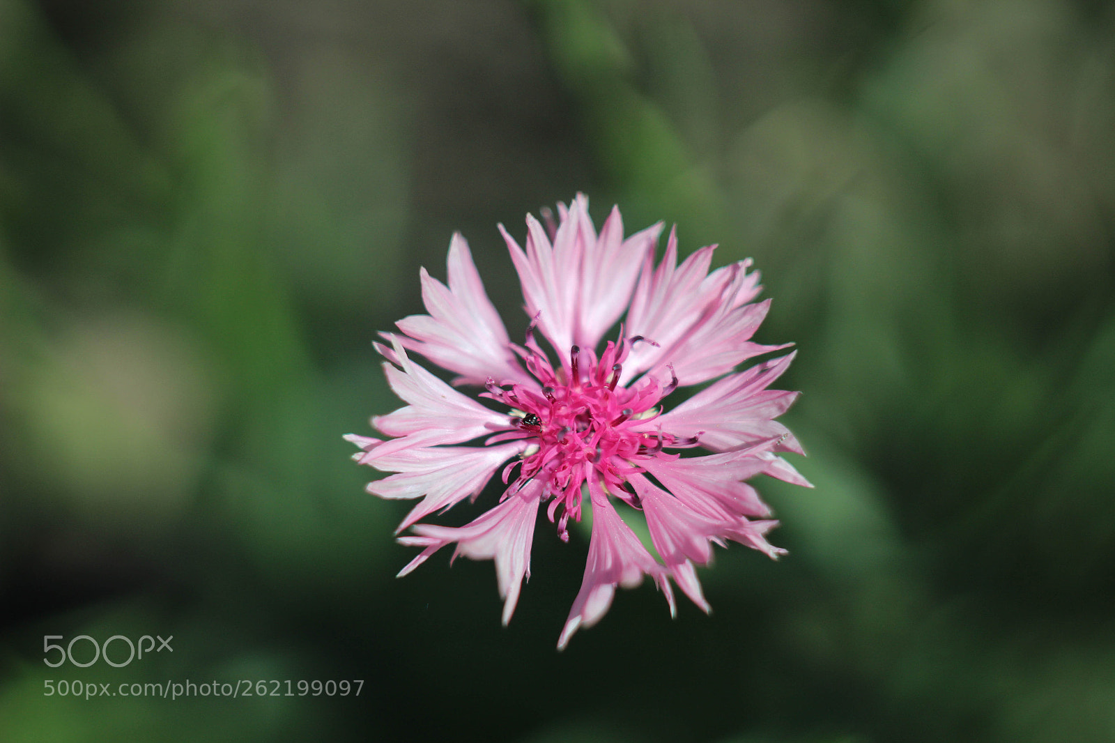 Canon EOS 1200D (EOS Rebel T5 / EOS Kiss X70 / EOS Hi) sample photo. Pink basilisk photography