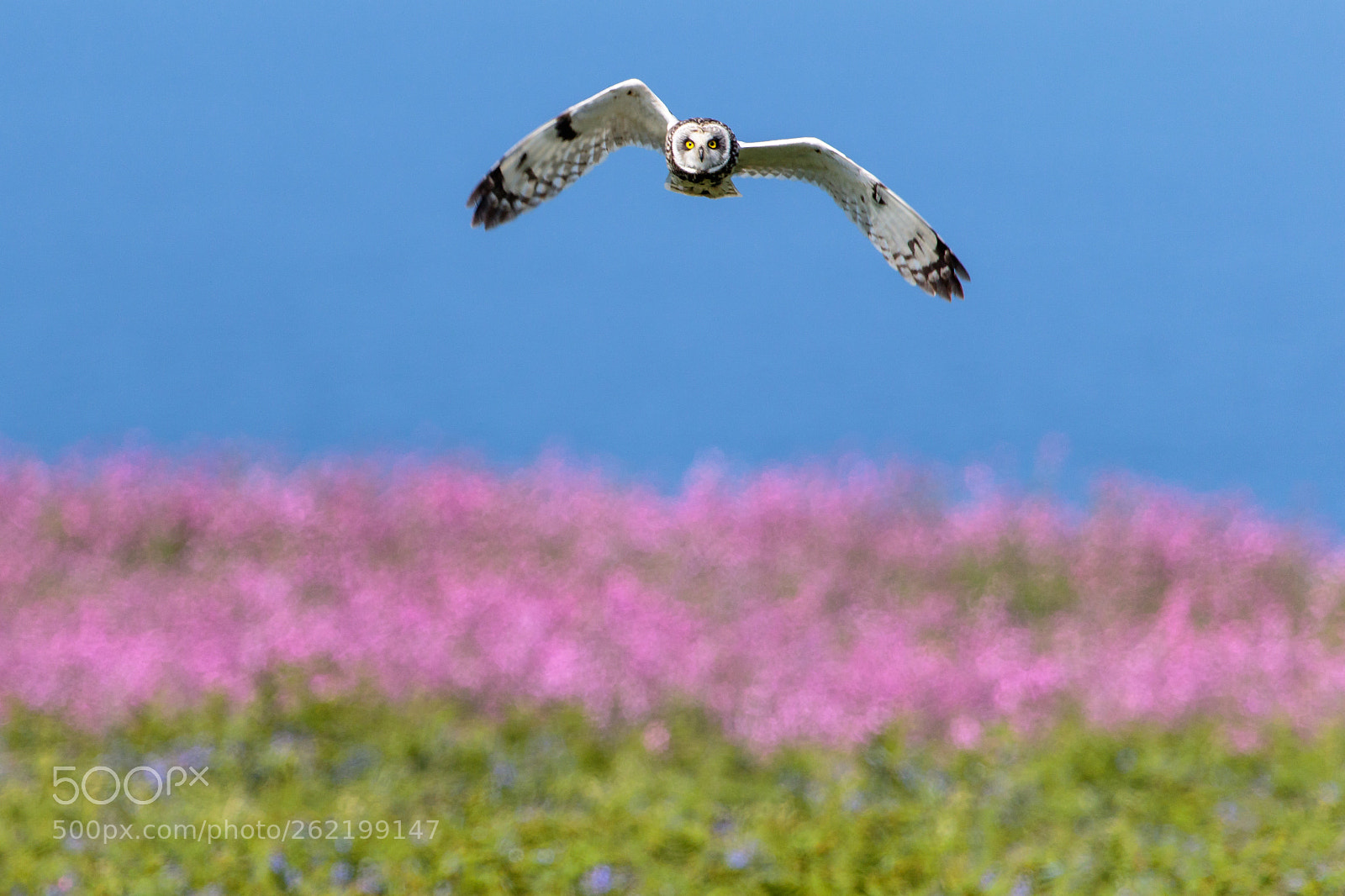 Canon EOS 7D Mark II sample photo. Short-eared owl photography