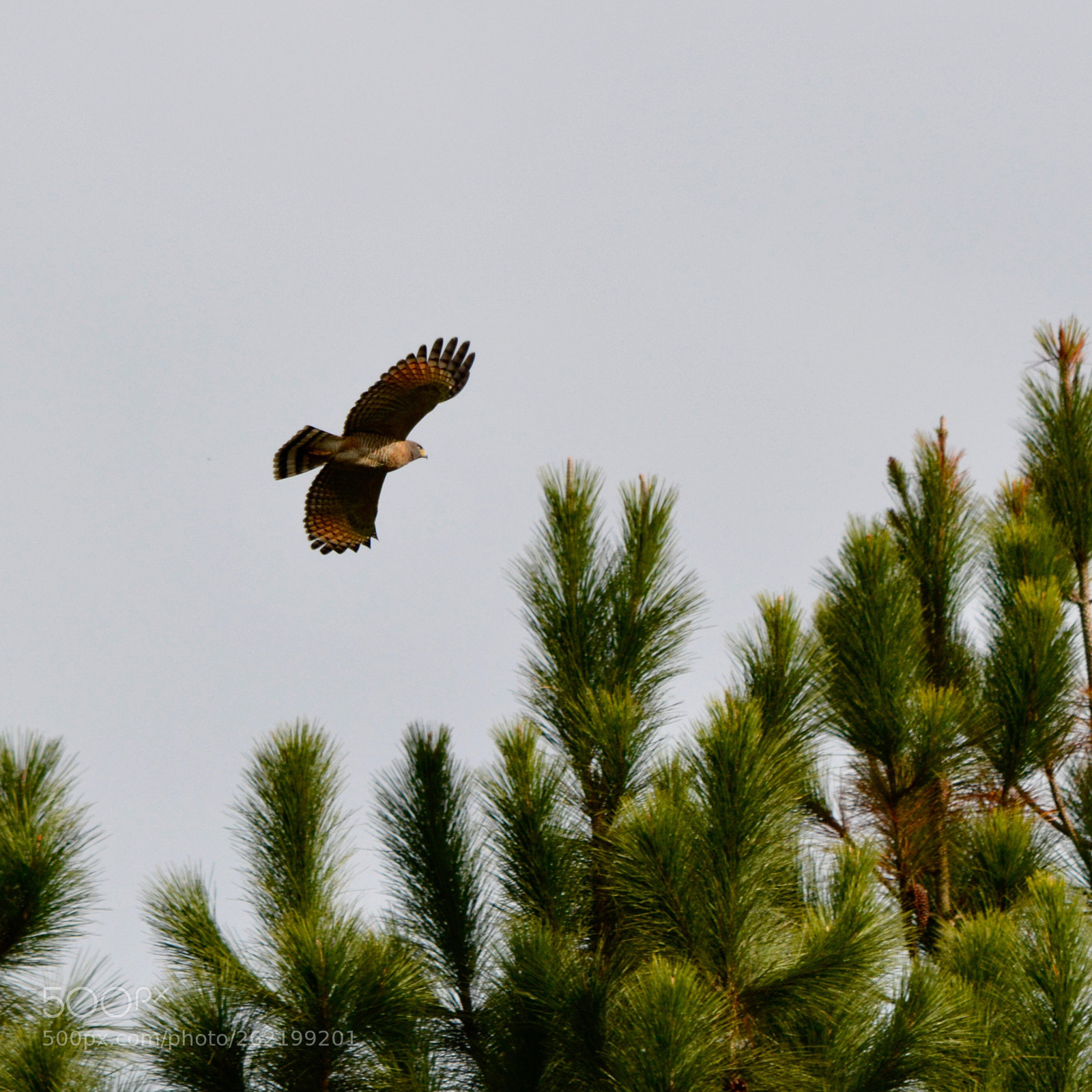 Nikon D7100 sample photo. Untitled photography