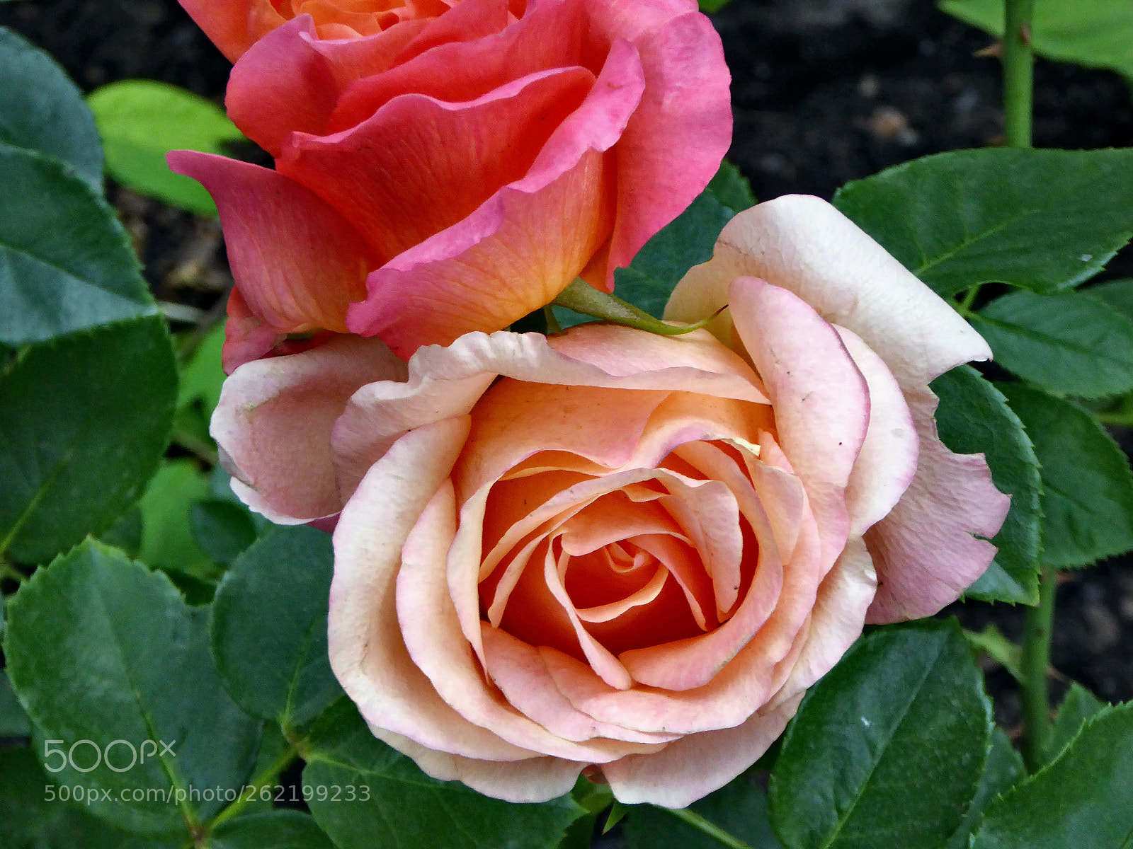 Panasonic Lumix DMC-ZS40 (Lumix DMC-TZ60) sample photo. Beautiful roses in the photography