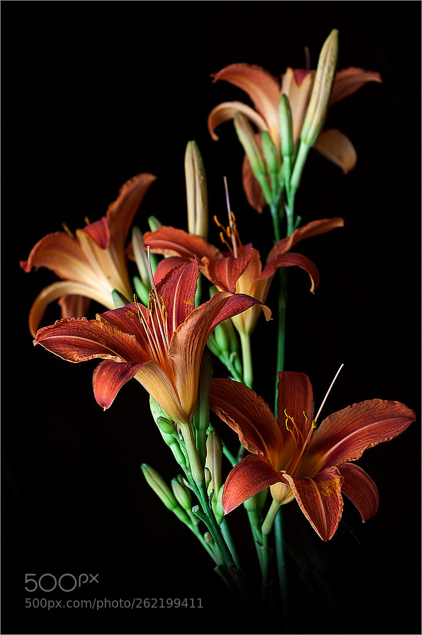 Nikon D90 sample photo. A photography