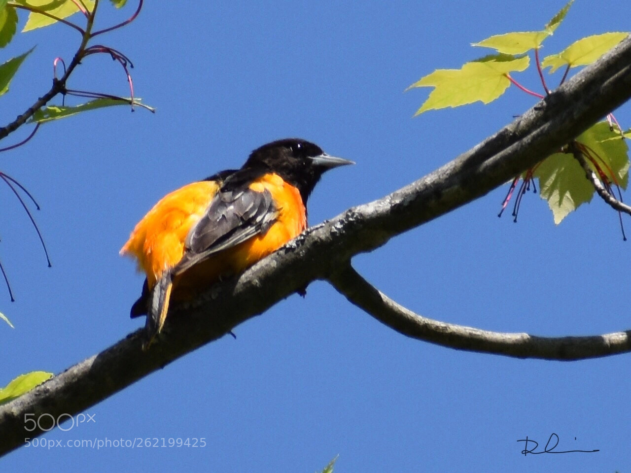 Nikon D3400 sample photo. Baltimore oriole 
male  photography