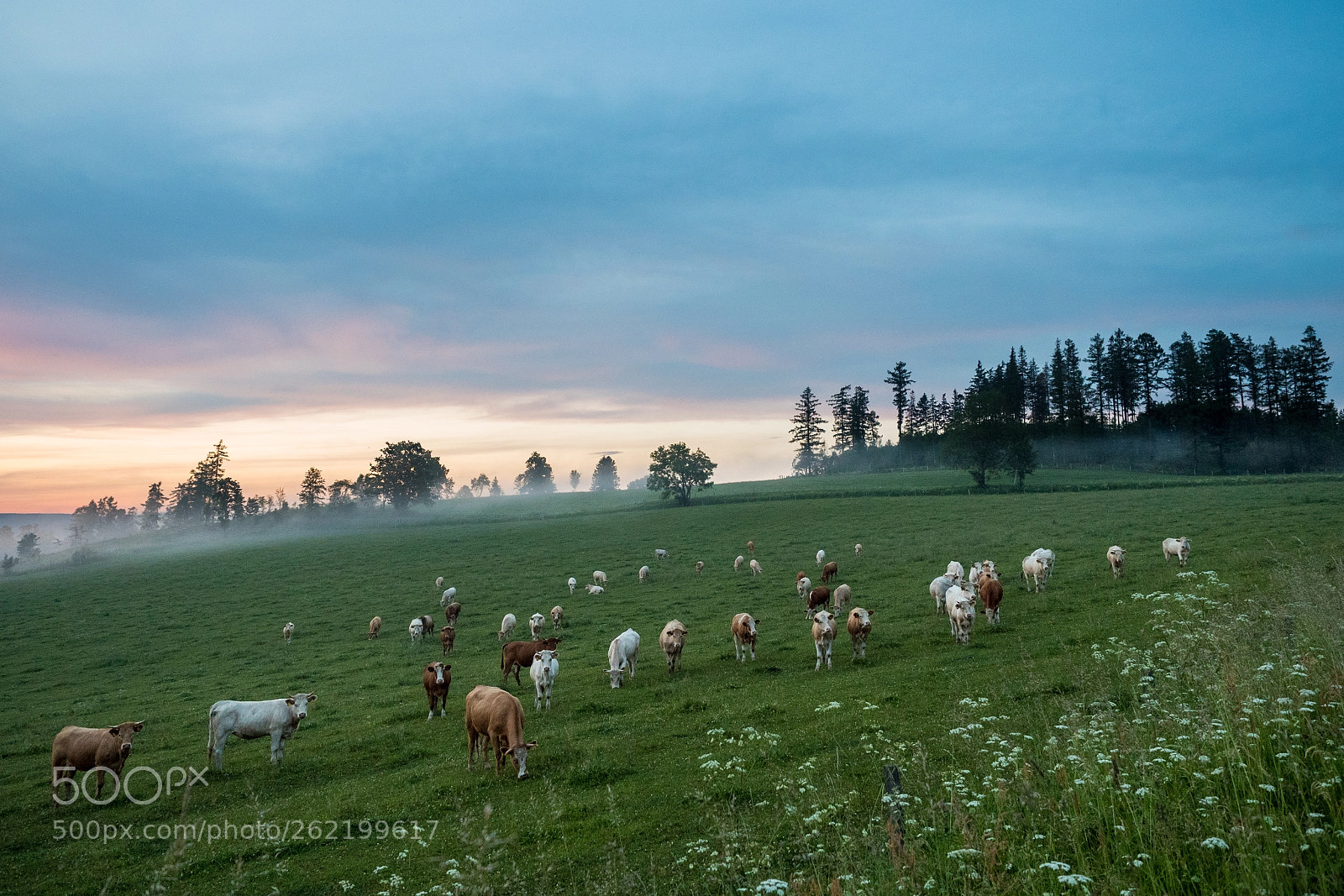 Olympus OM-D E-M5 II sample photo. Another cows photography