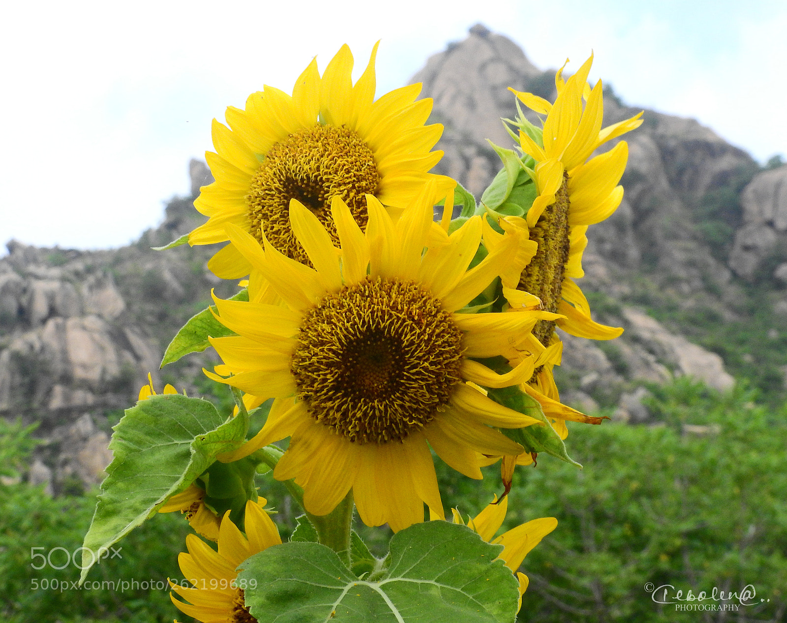 Nikon Coolpix P900 sample photo. Sunflower- i photography