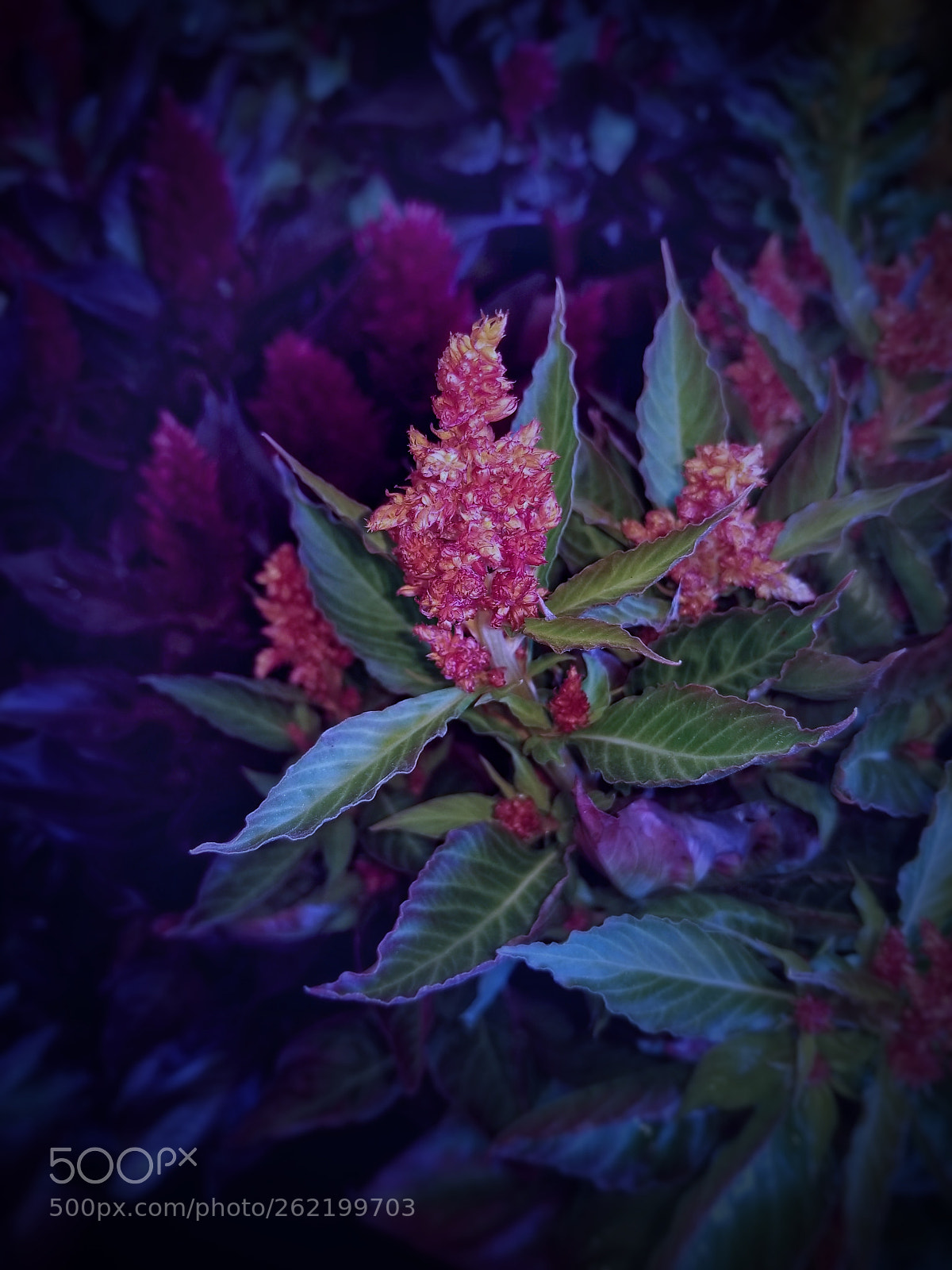 Samsung Galaxy S8+ sample photo. Petals of a dream photography