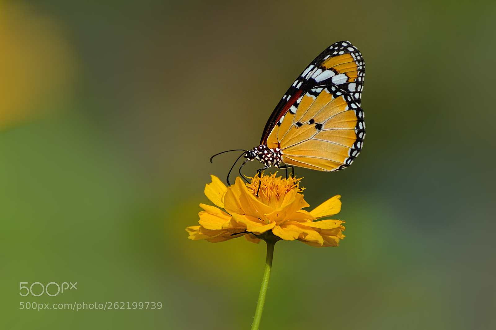 Nikon D5100 sample photo. Lovely nature... photography