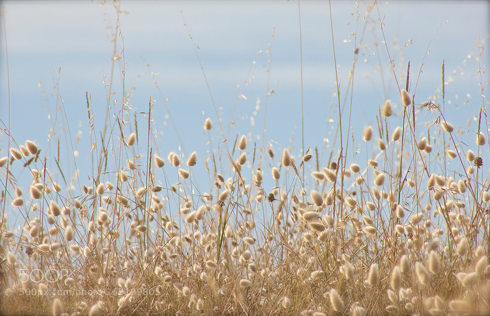 Canon EOS 550D (EOS Rebel T2i / EOS Kiss X4) sample photo. Florilege photography