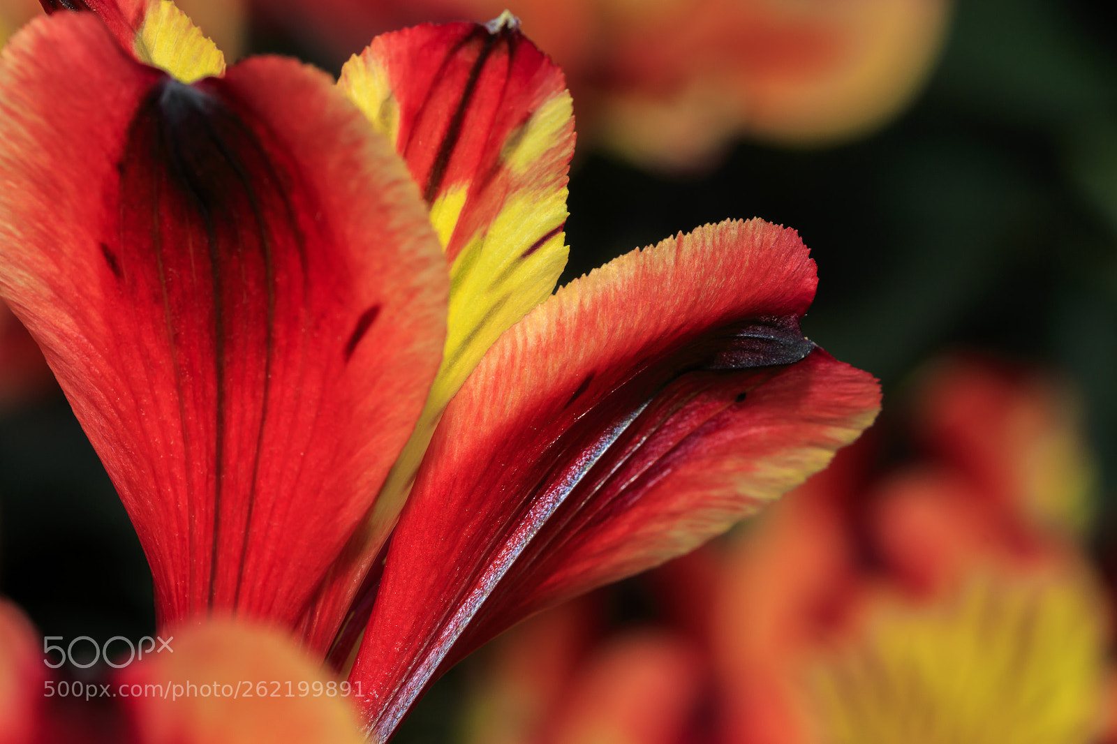 Canon EOS 7D Mark II sample photo. Fire in the flower photography