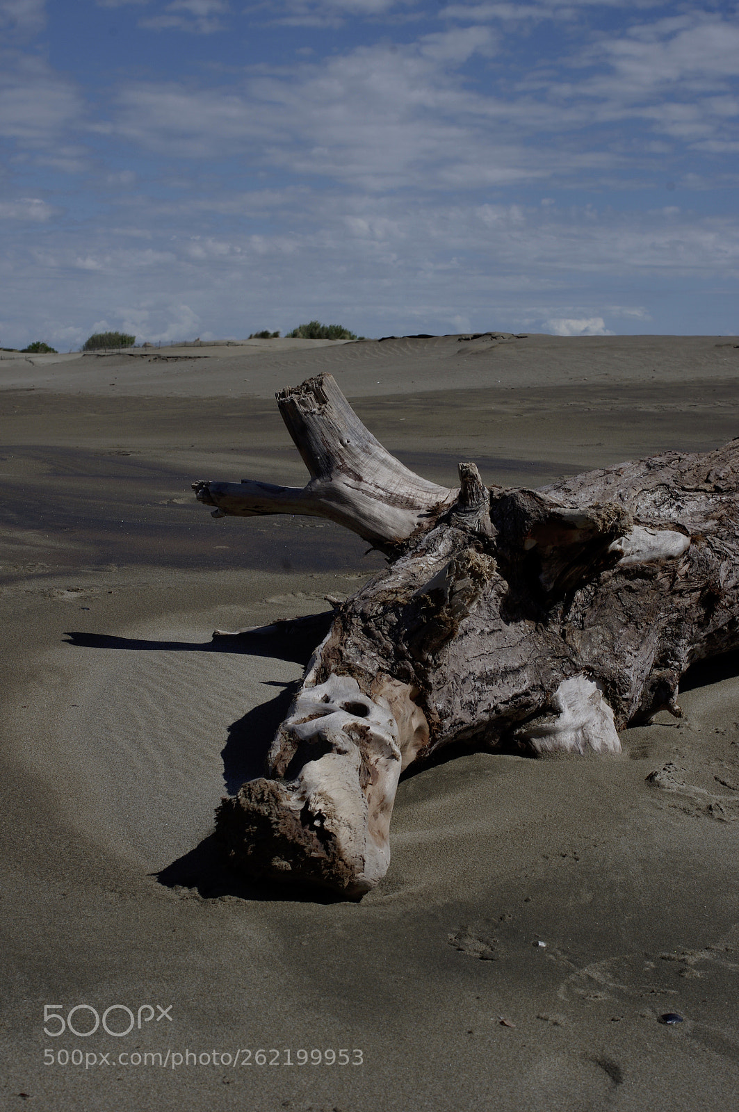 Pentax K-r sample photo. Wood formation photography