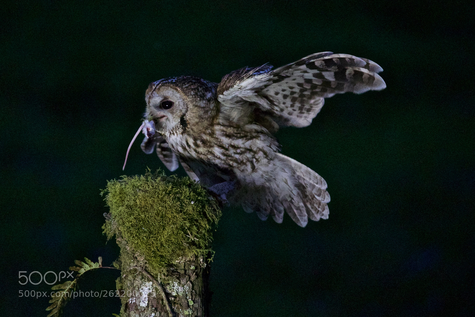 Canon EOS 5D Mark IV sample photo. Owl photography