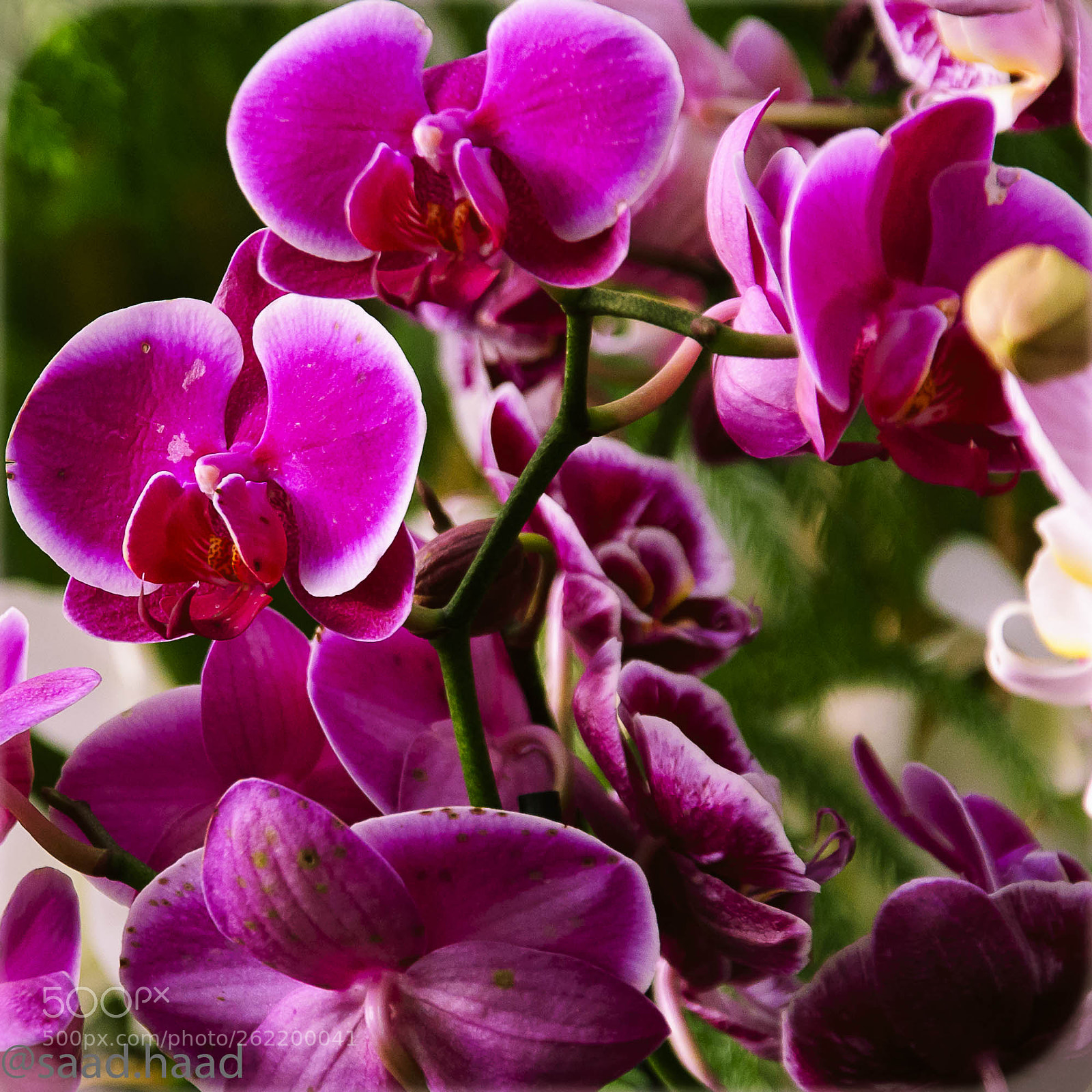 Nikon D90 sample photo. Flower photography