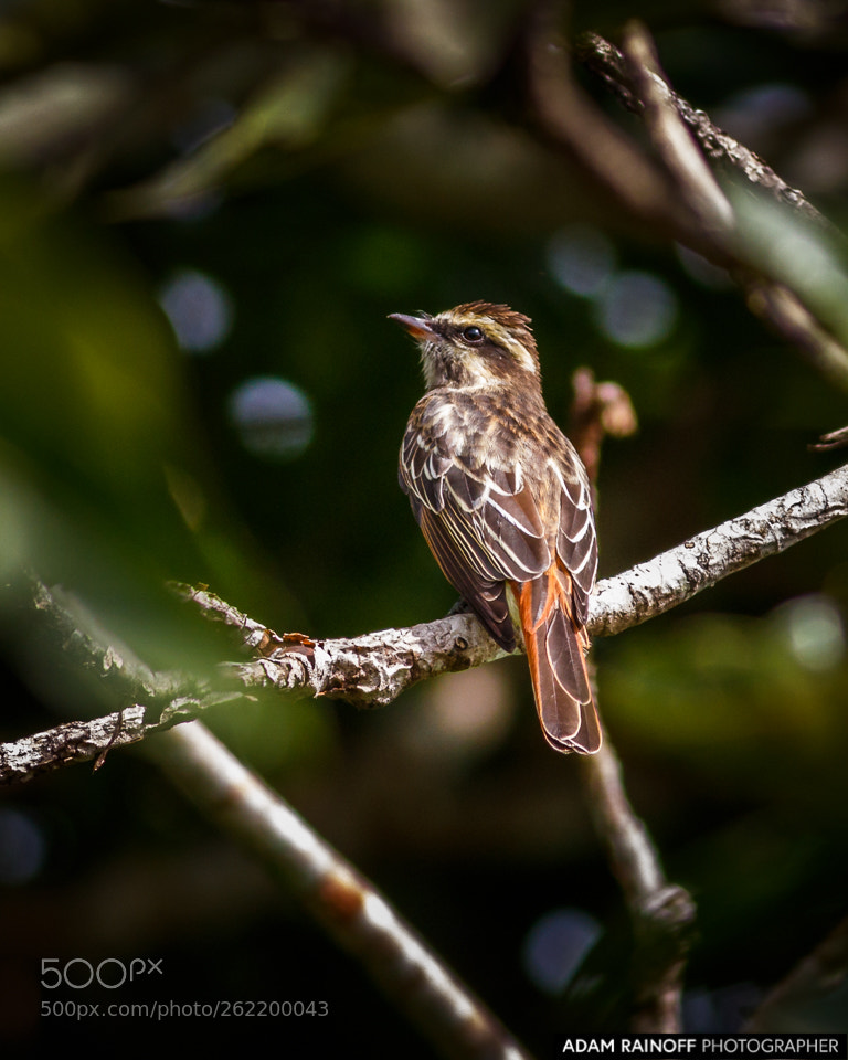 Canon EOS 70D sample photo. Piratic flycatcher la macarena photography