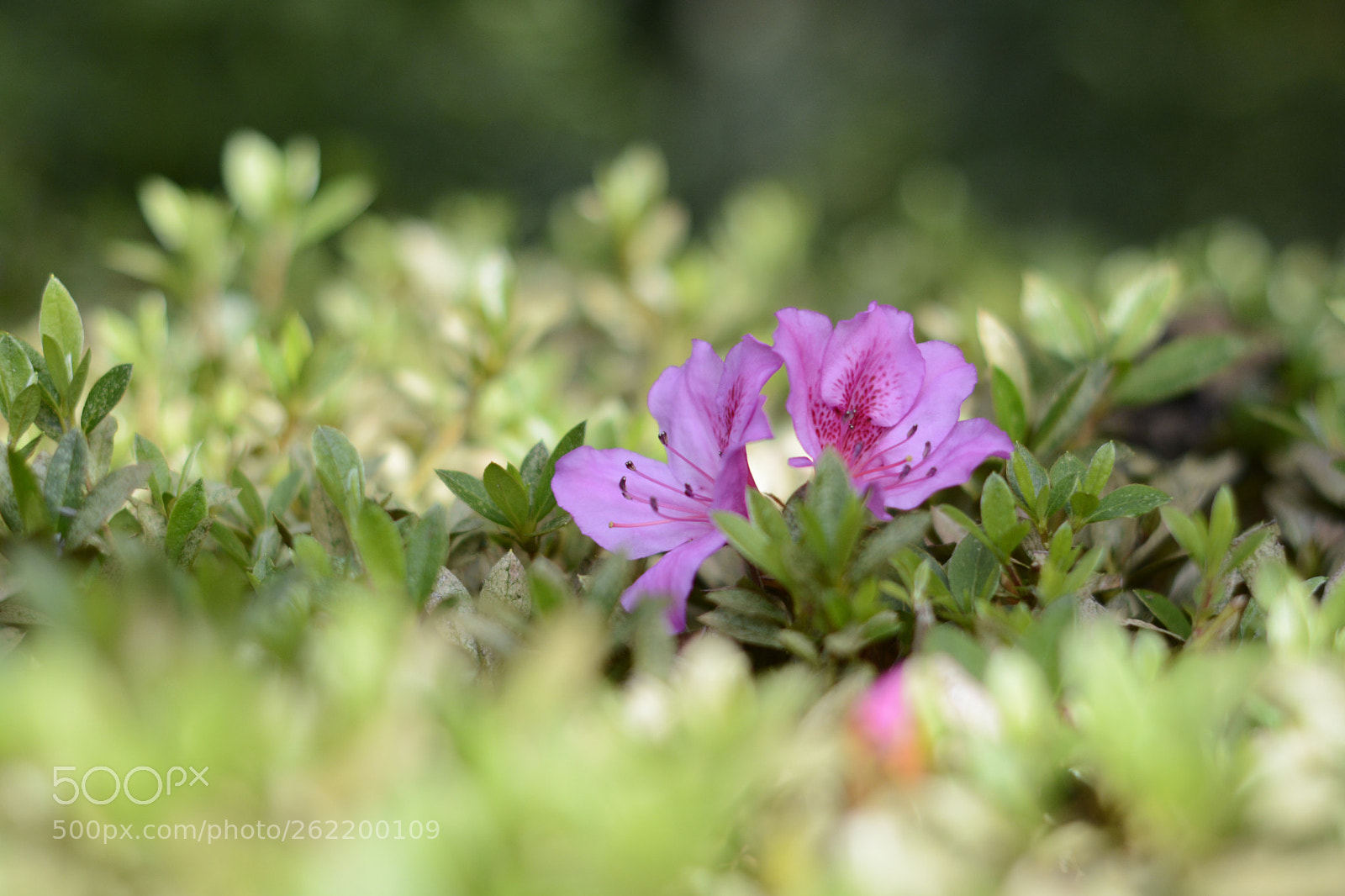 Nikon D7100 sample photo. Untitled photography