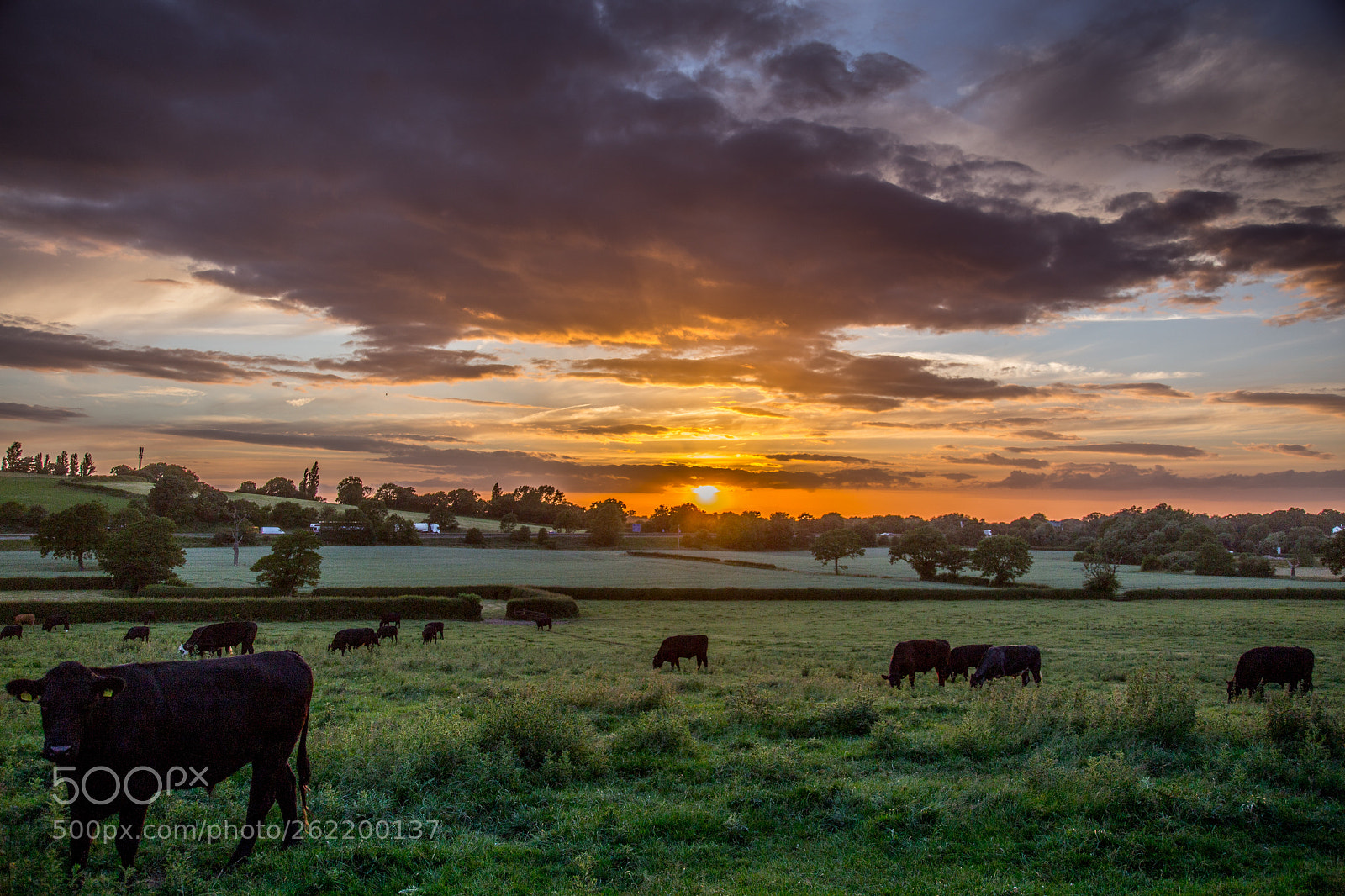 Canon EOS 6D sample photo. Cattle at sunset photography
