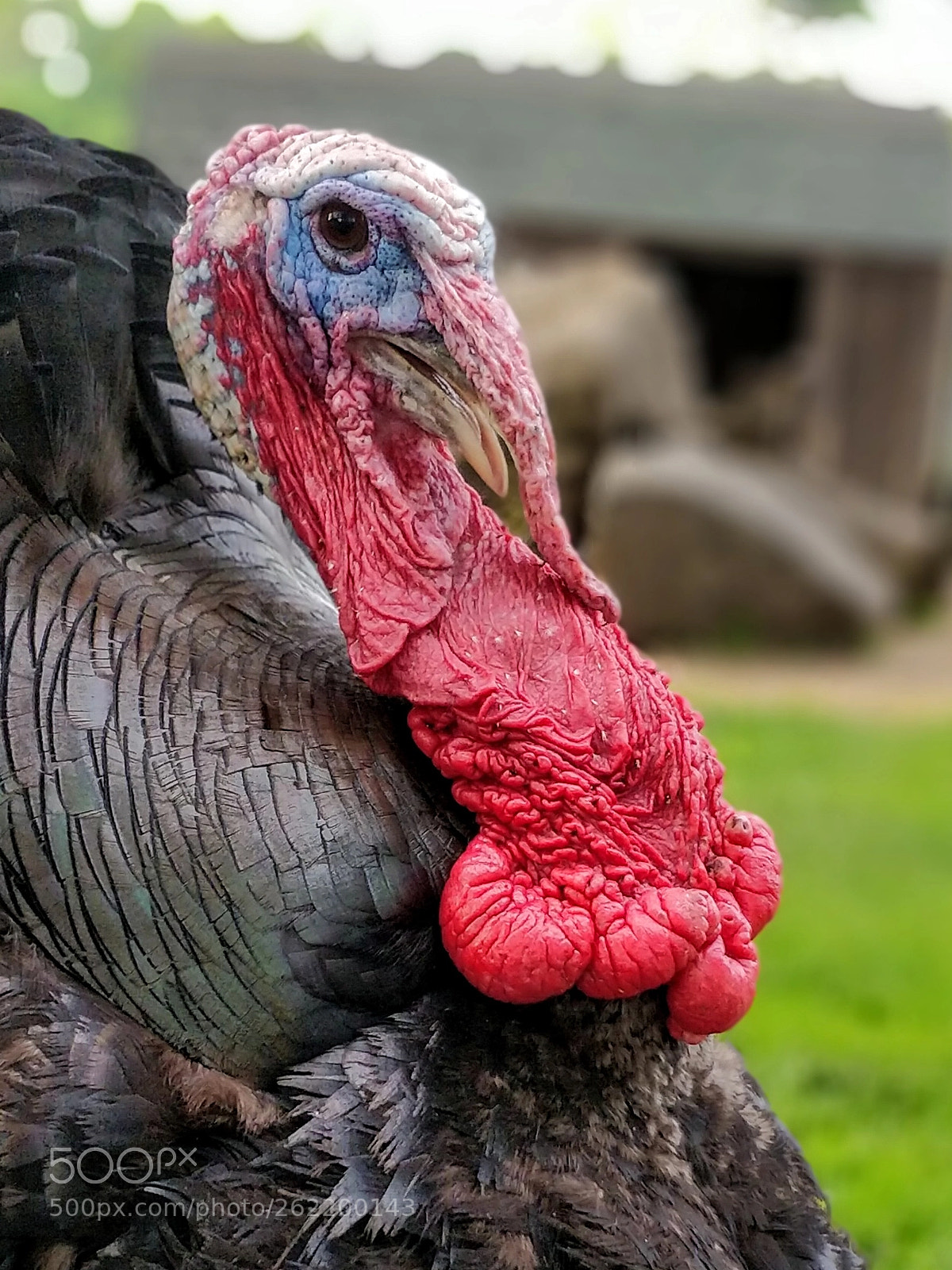 OnePlus 5 sample photo. Turkey photography