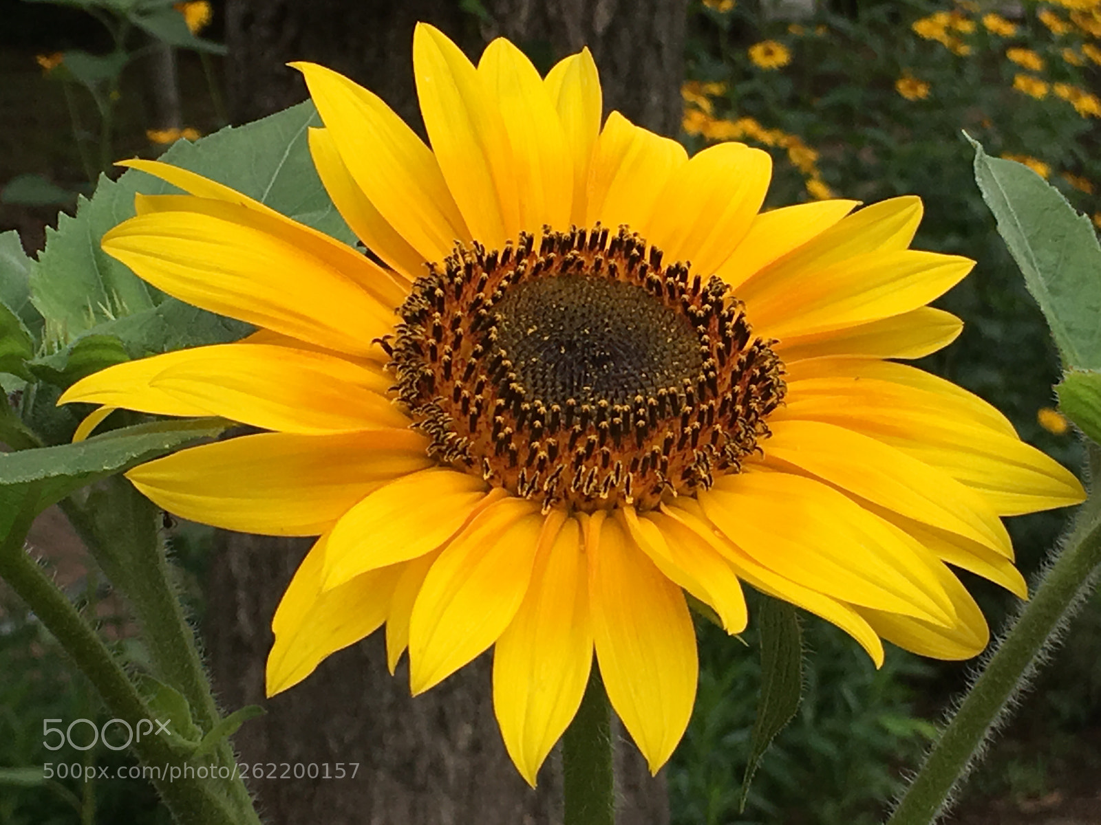 Apple iPhone 6s Plus sample photo. Summer2018 flowers photography